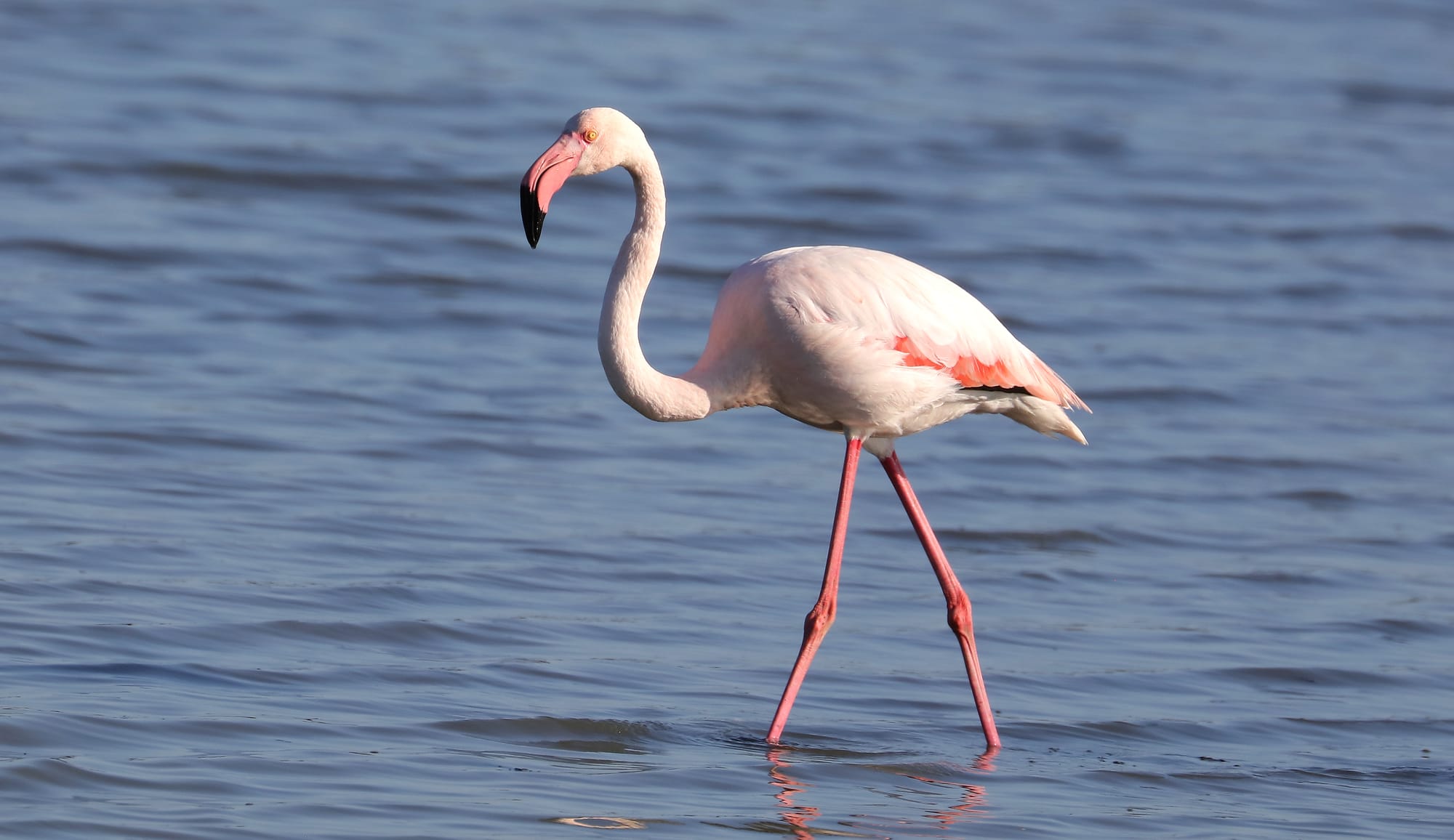 Greater Flamingo - Saline di Comacchio - Delta del Po - Emilia-Romagna