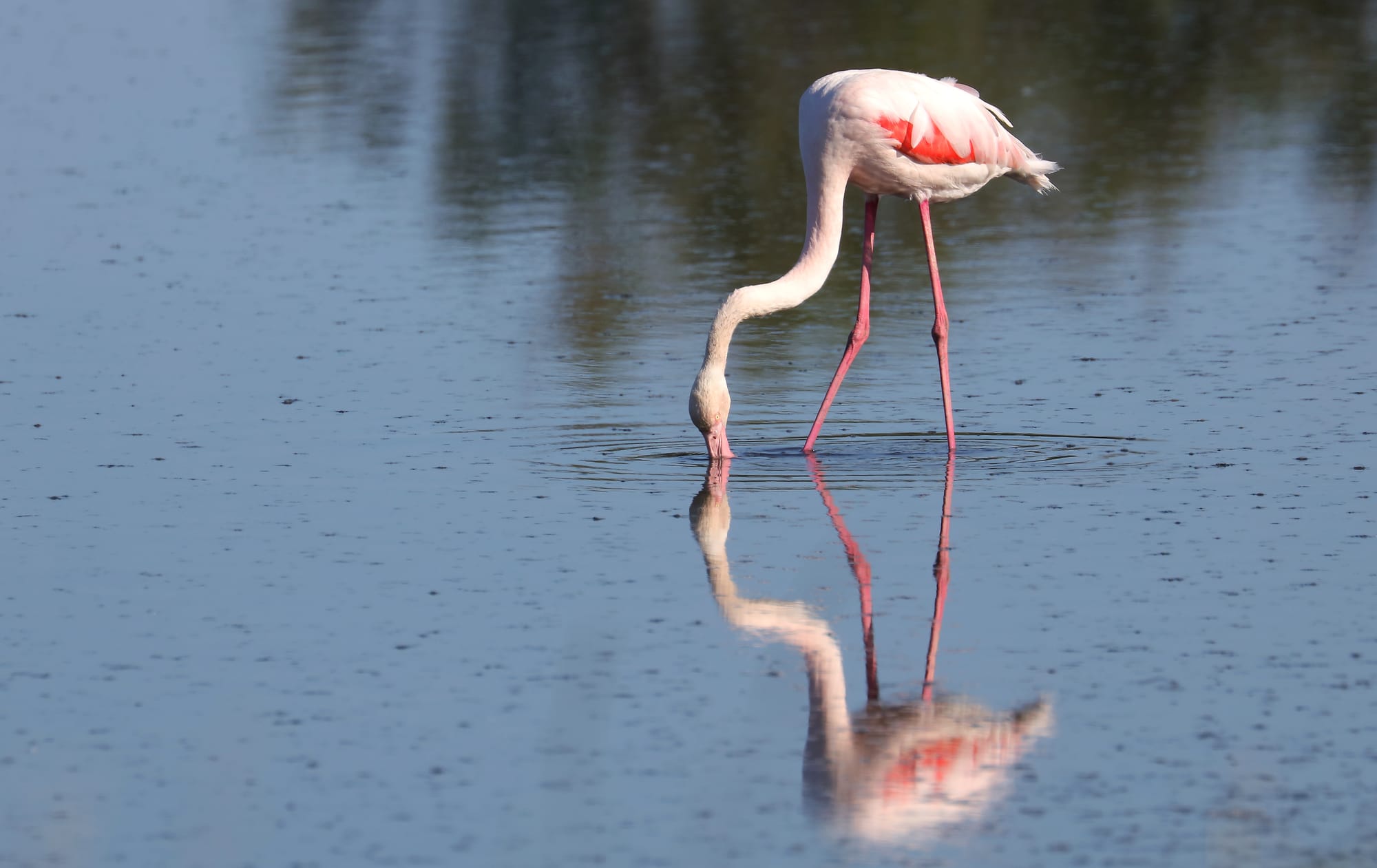 Greater Flamingo - Saline di Comacchio - Delta del Po - Emilia-Romagna