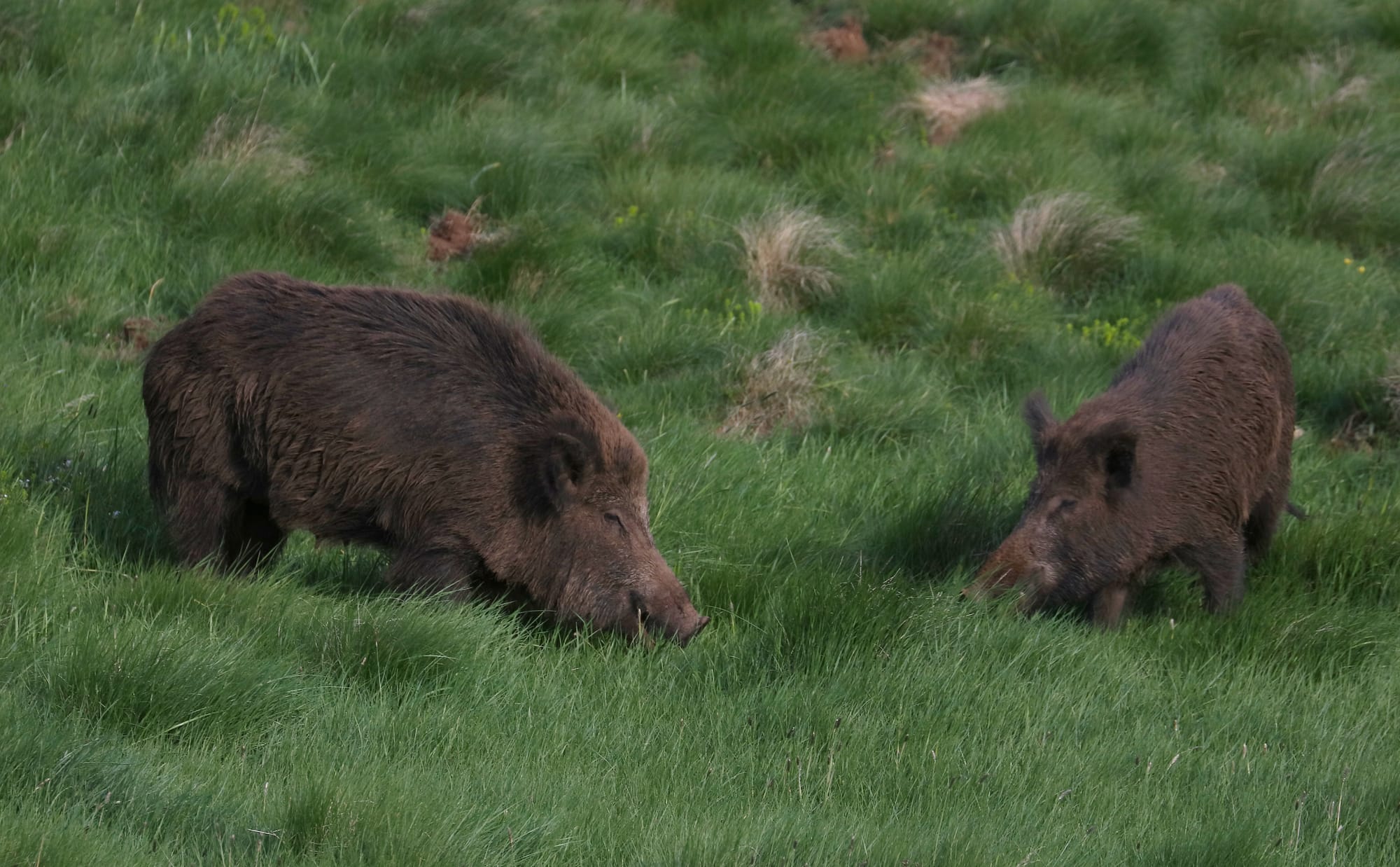 Wild Boar - Gran Sasso National Park - Abruzzo - Italy