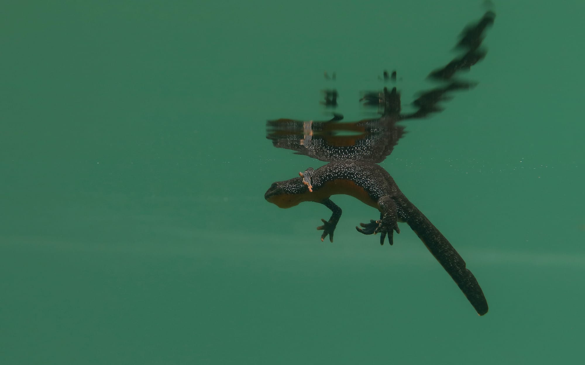 Female Alpine Newt - Kühtai - Tyrol - Hirschebensee - Austria