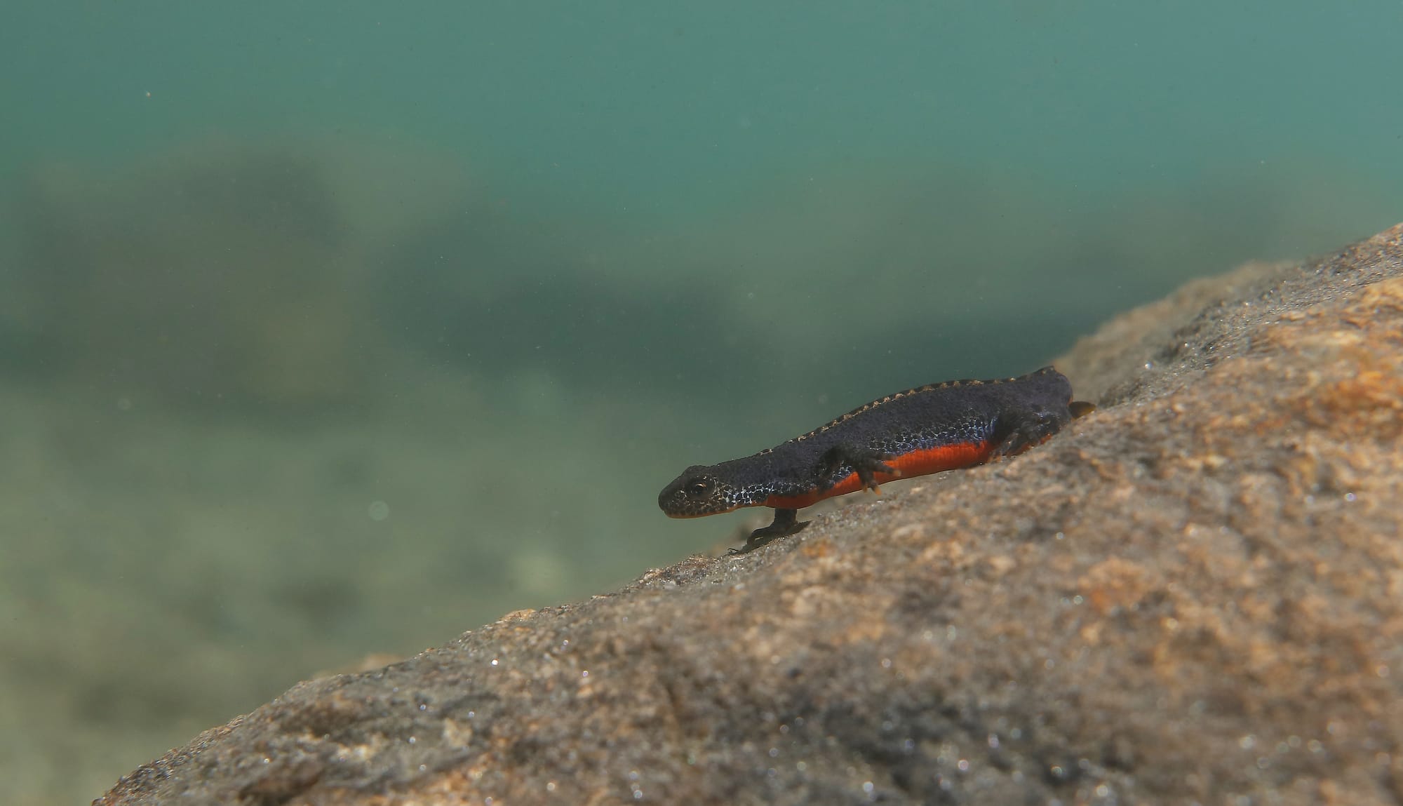 Male Alpine Newt - Kühtai - Tyrol - Hirschebensee - Austria