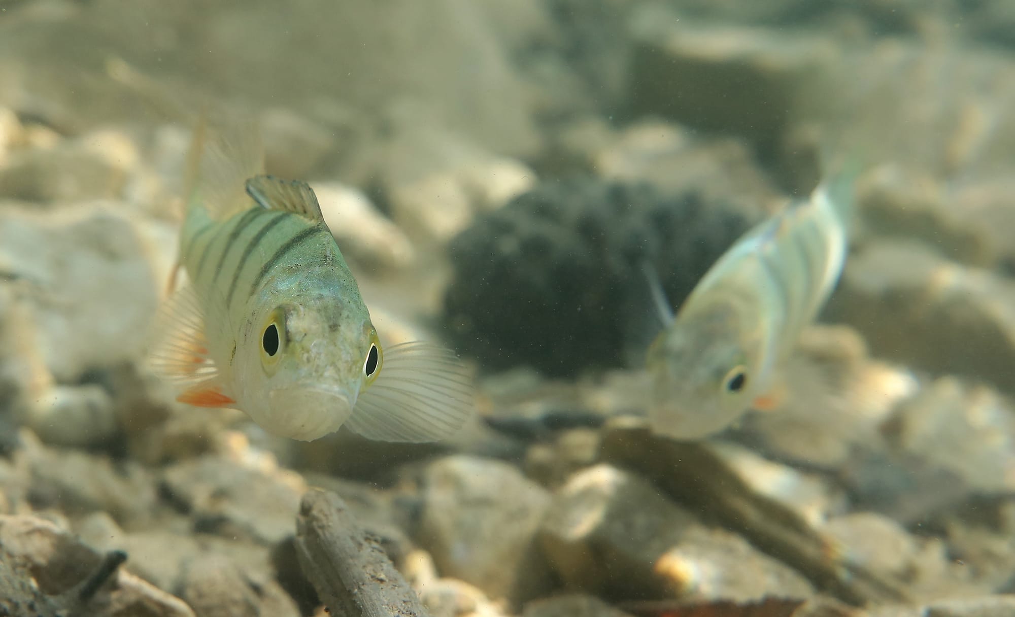 Pesce Persico - Lago Santo - Trentino - Italia