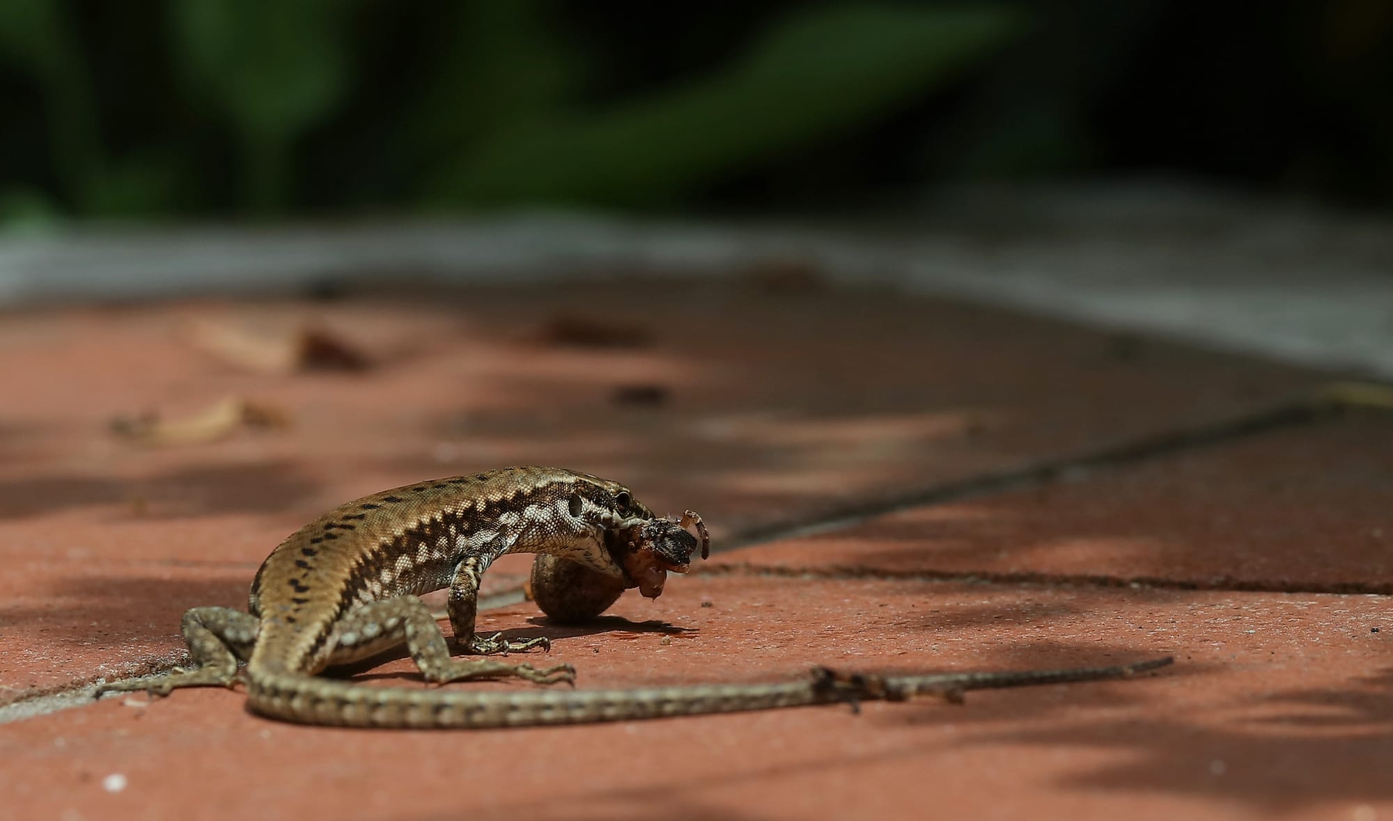 Lucertola Vivipara - Ragno Crociato - Veneto - Italia