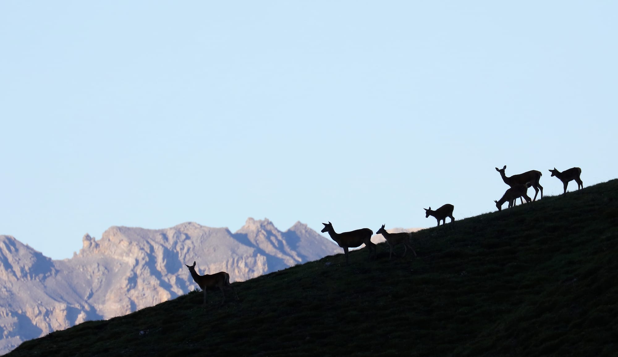 Red Deer - Margunet - Swiss National Park - Switzerland