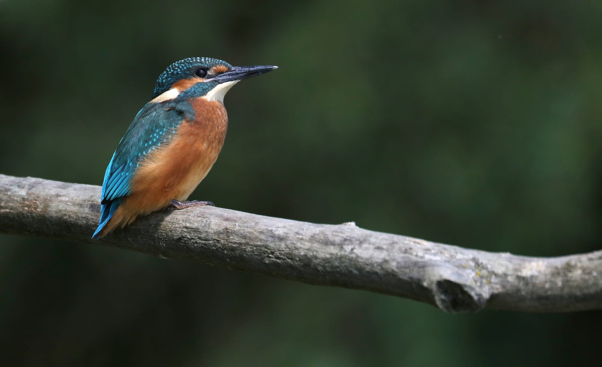 Eisvogel - Ledavsko Jezero - Prekmurje - Slowenien