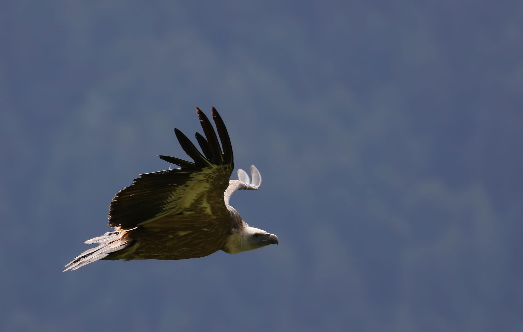 Grifone Eurasiatico - Sella Nevea - Friuli Venezia Giulia