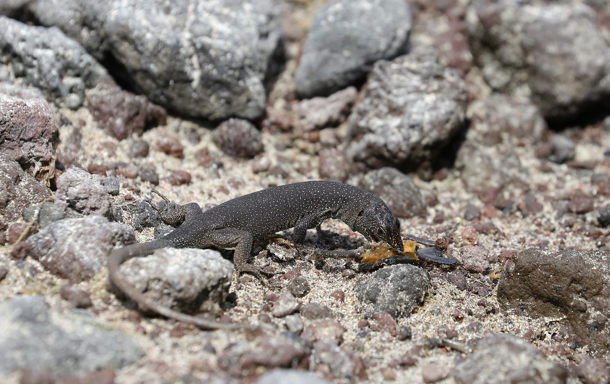 Madeiran Wall Lizard - Pico Island - Azores - Portugal