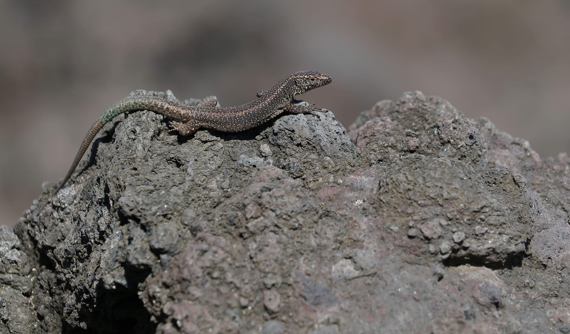 Madeiran Wall Lizard - Pico Island - Azores - Portugal