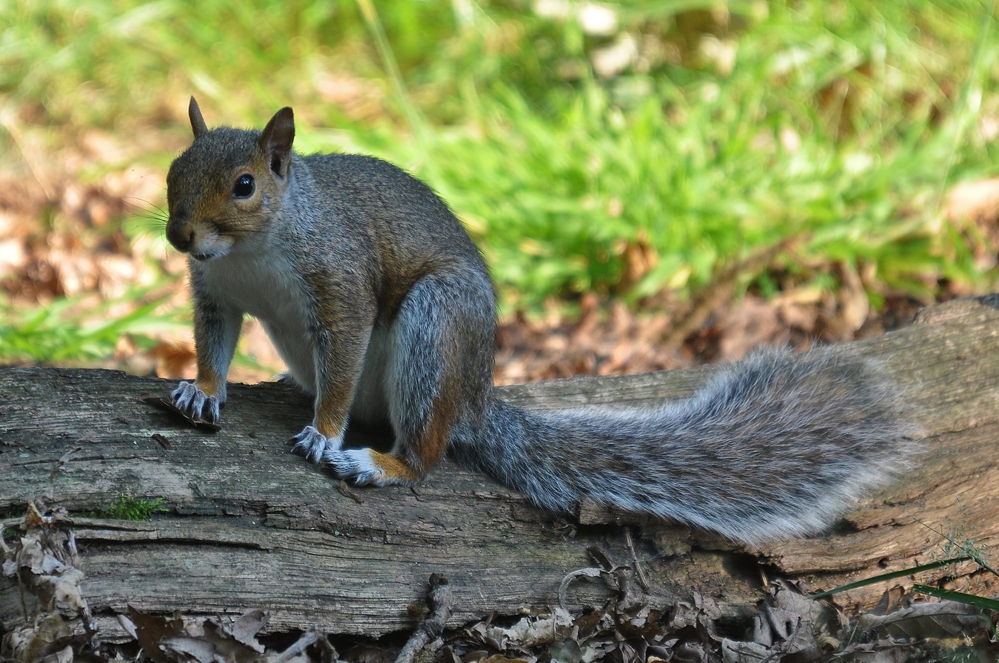 Eastern Gray Squirrel - New Forest National Park - England