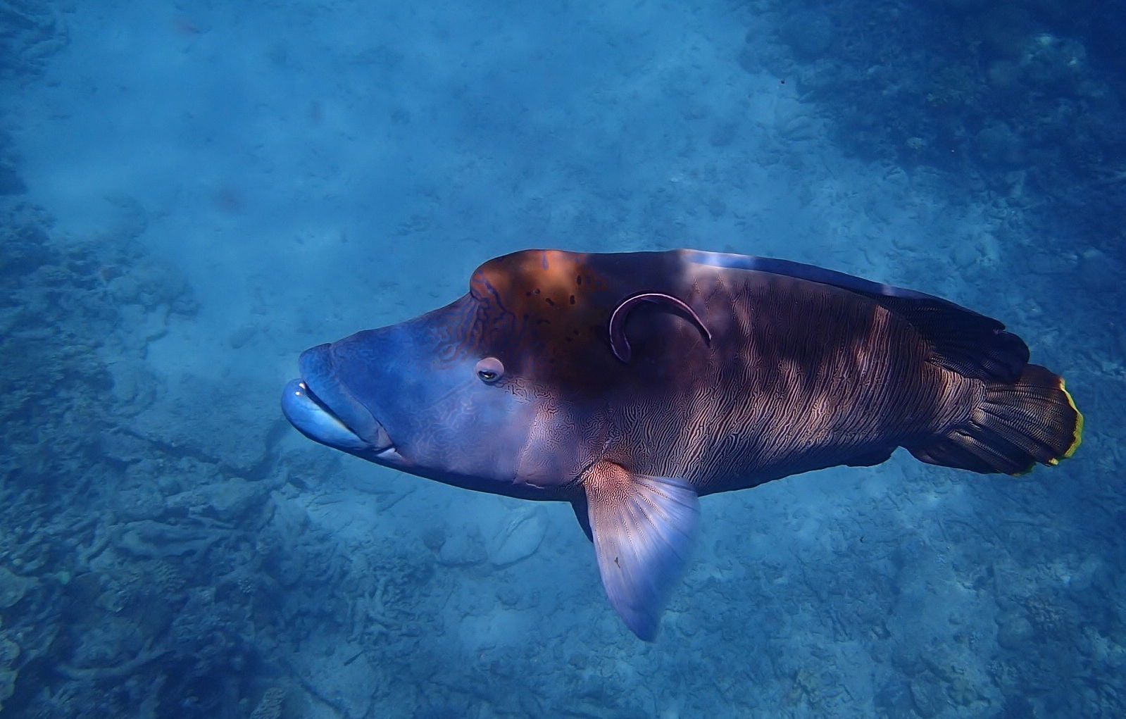 Humphead Wrasse - Great Barrier Reef - Queensland - Australia