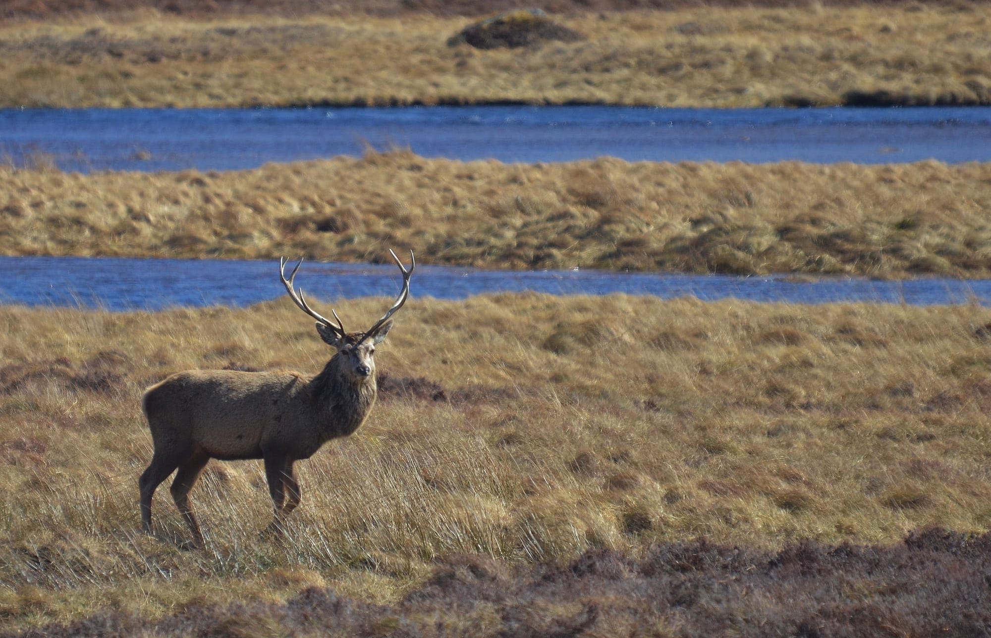 Red Deer - Loch Muick - Cairngorms National Park - Scotland