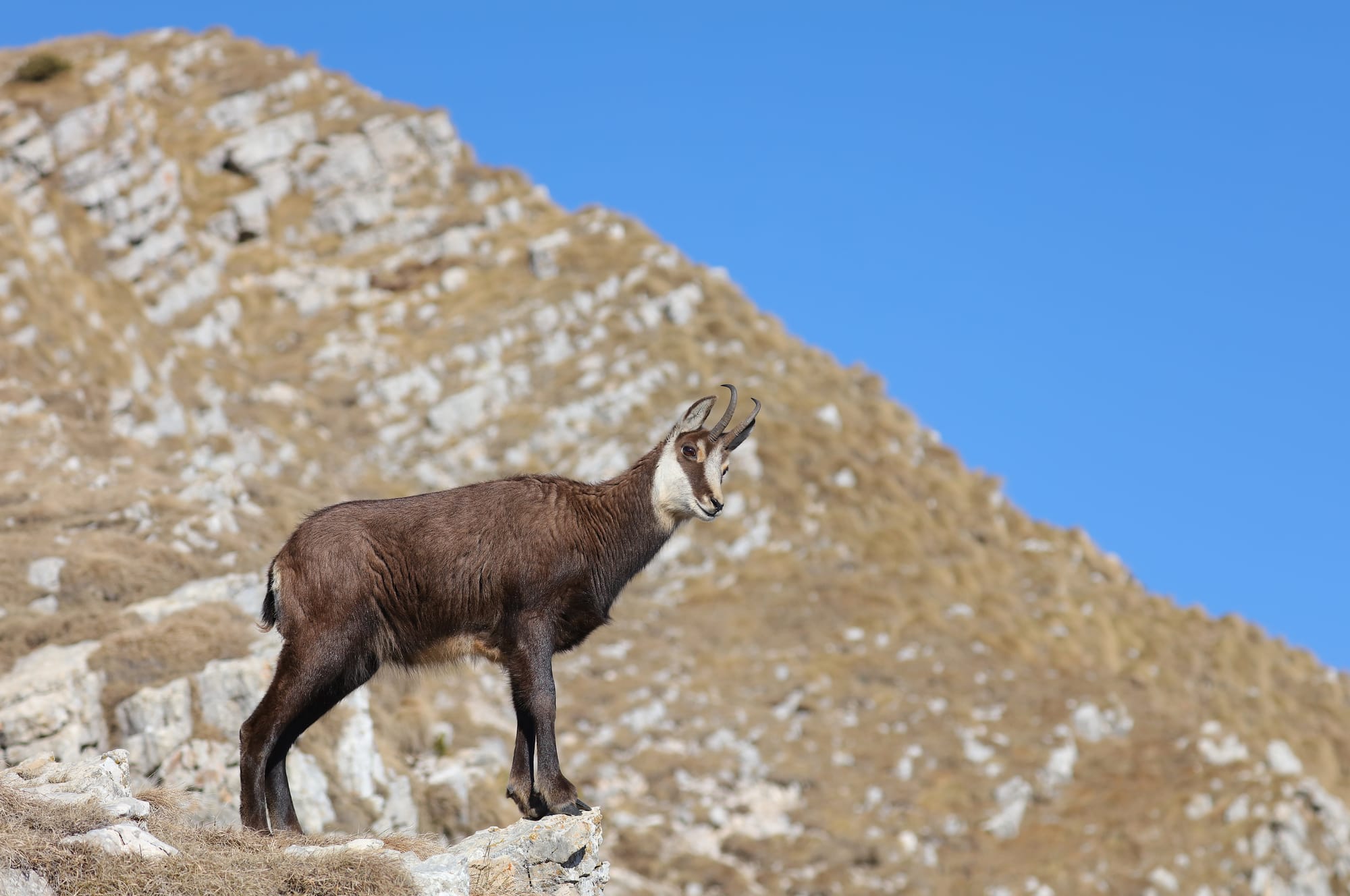 Gams - Passo del Camino - Monte Baldo - Venetien