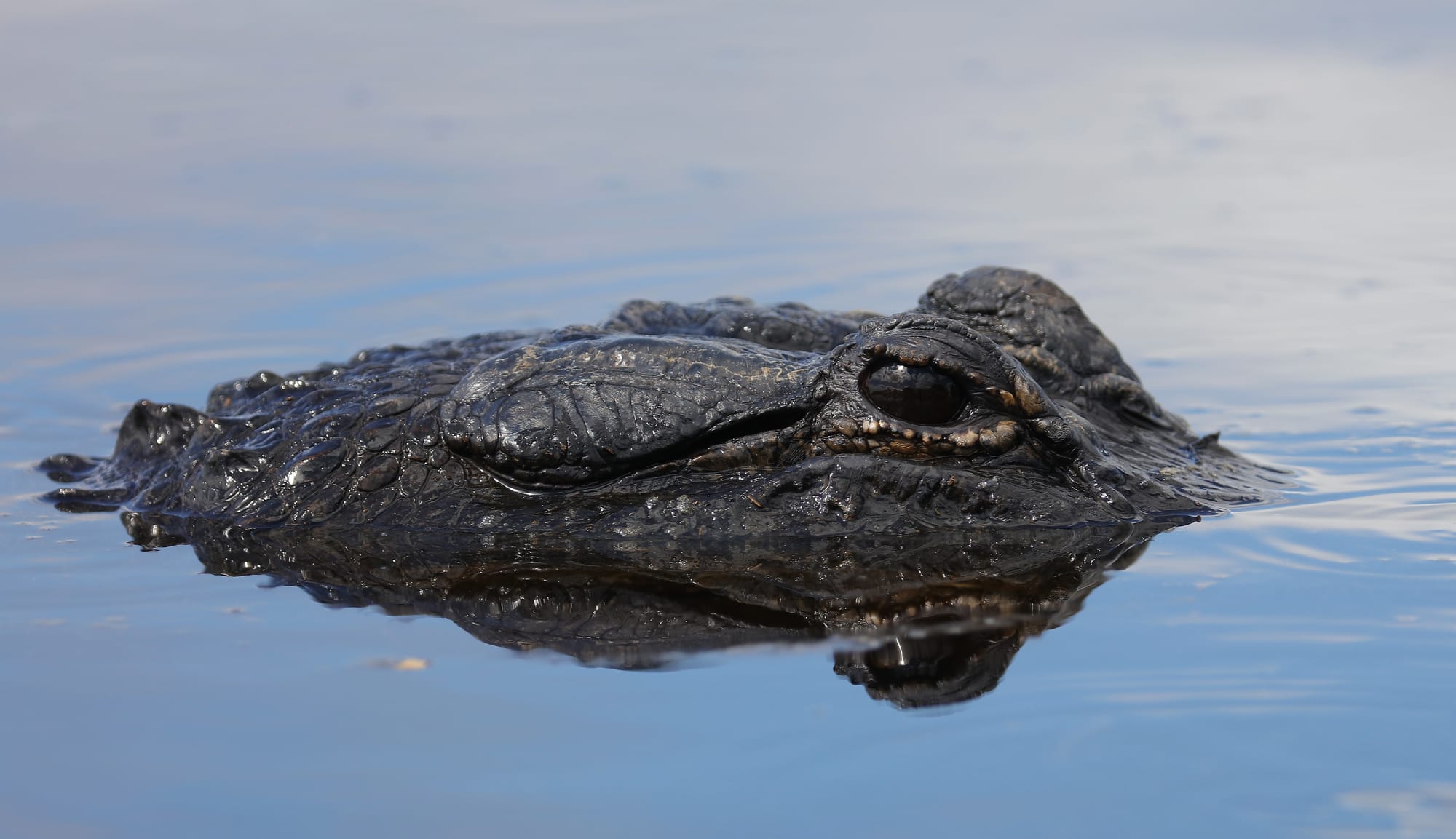 Alligator - Sevenmile Slough - Double Trailhead - Kissimmee Prairie Preserve State Park