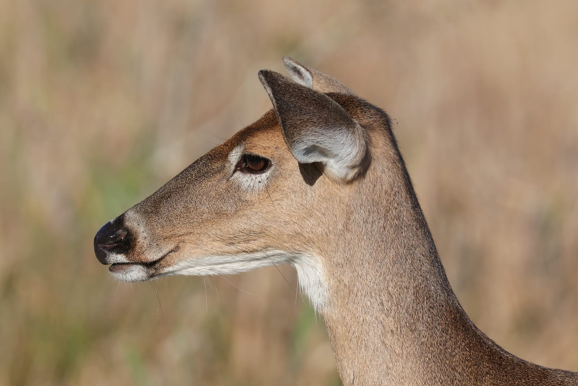 White-tailed Deer - Kissimmee Prairie Preserve State Park - Florida