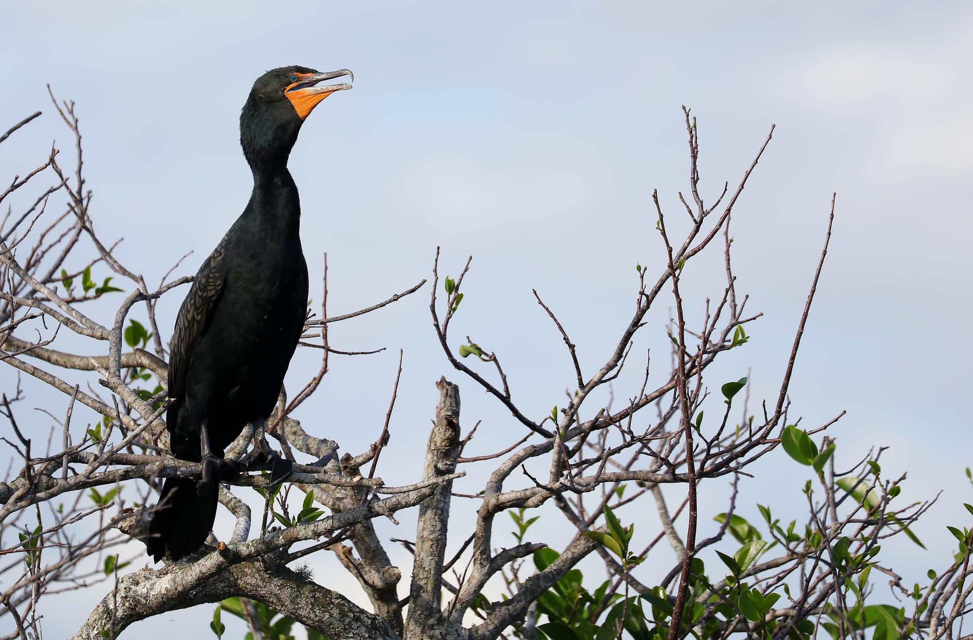 Double-crested Cormorant - Anhinga Trail - Everglades National Park - Florida