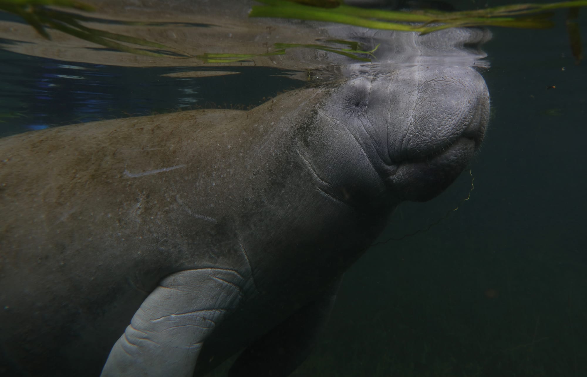 Florida Manatee - Crystal River - Florida - Kings Bay Park