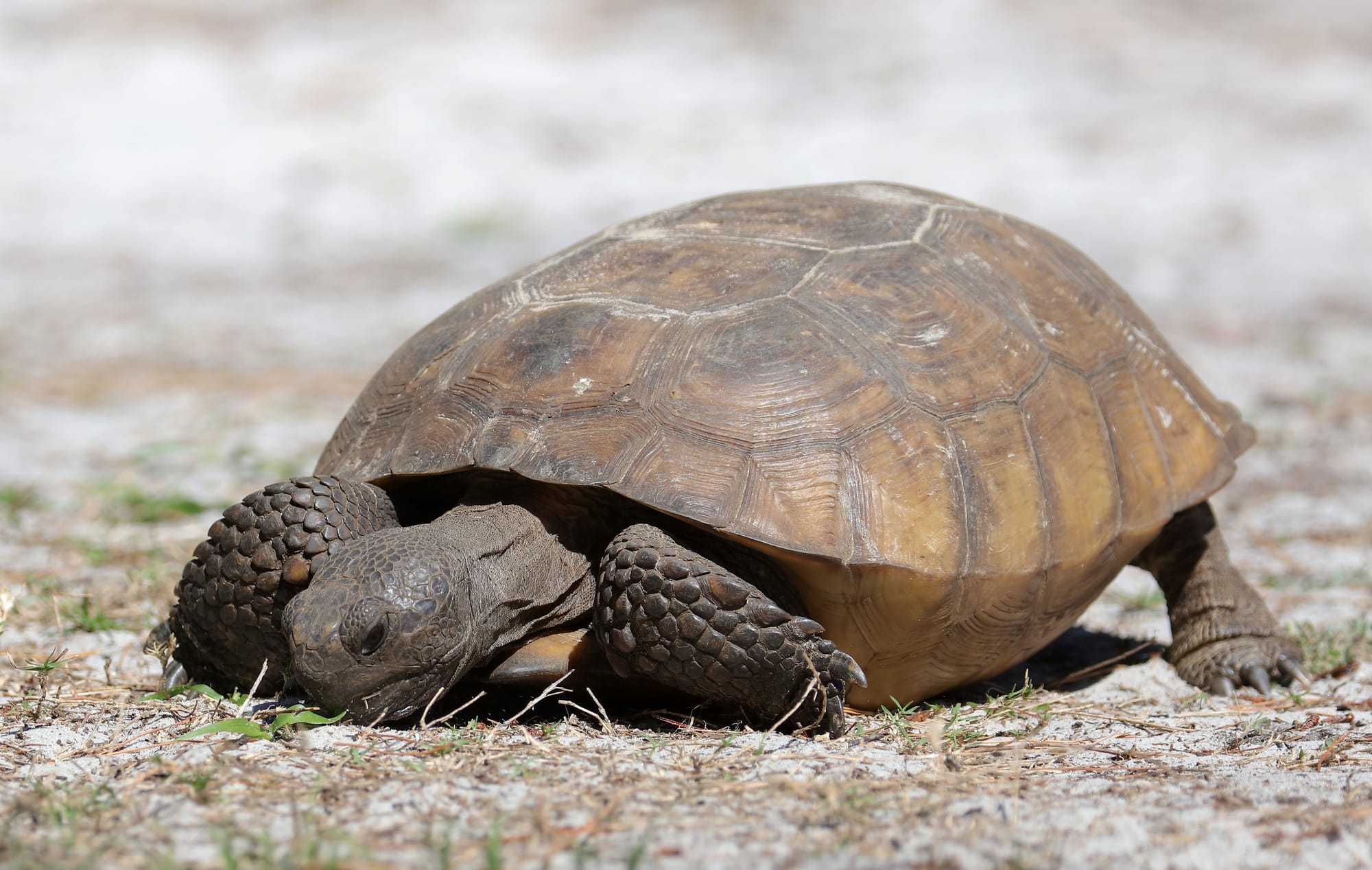 Gopher Tortoise - Key Vista Nature Park - Florida