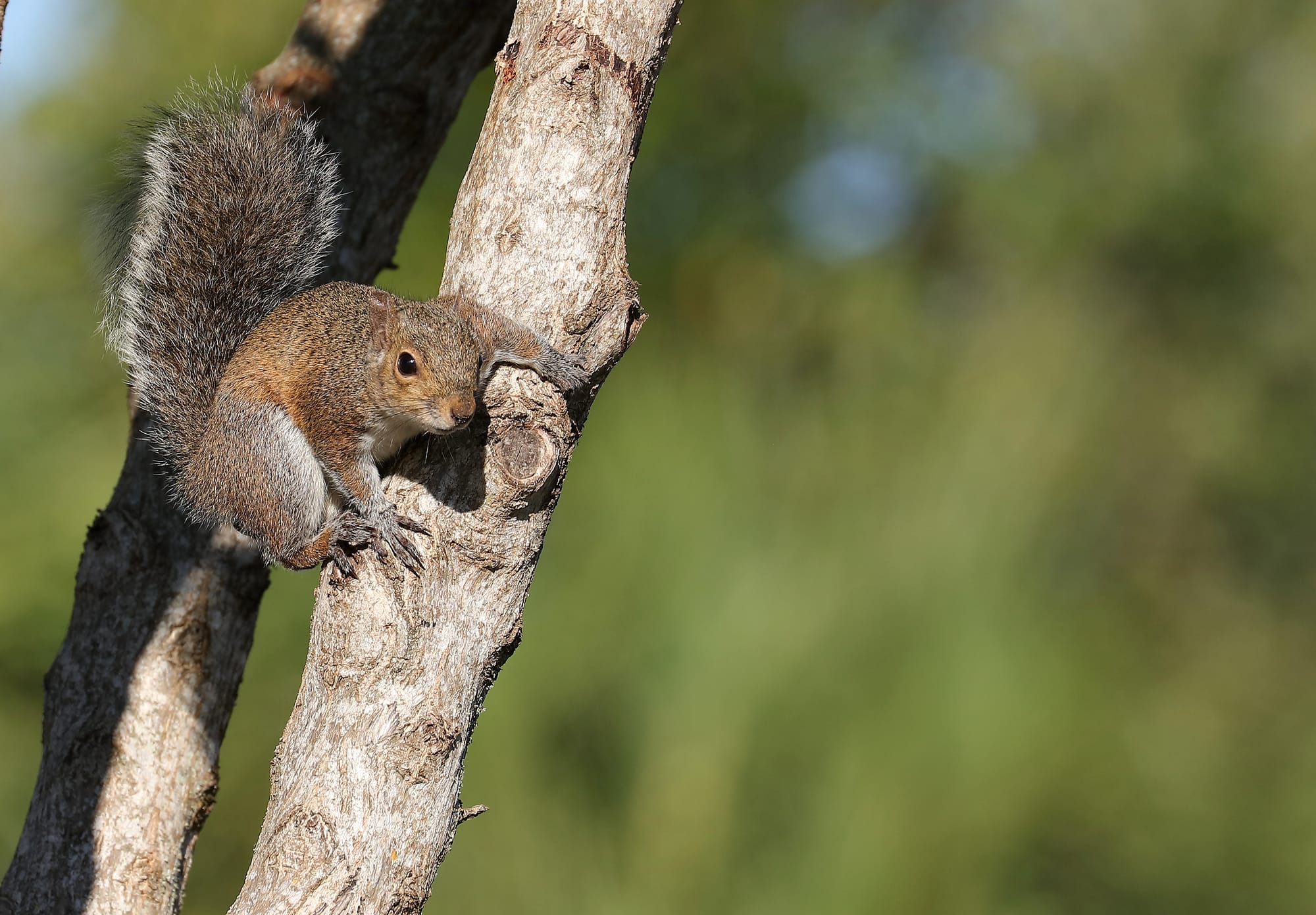 Eastern Gray Squirrel - Florida - North Beach At Fort DeSoto Park