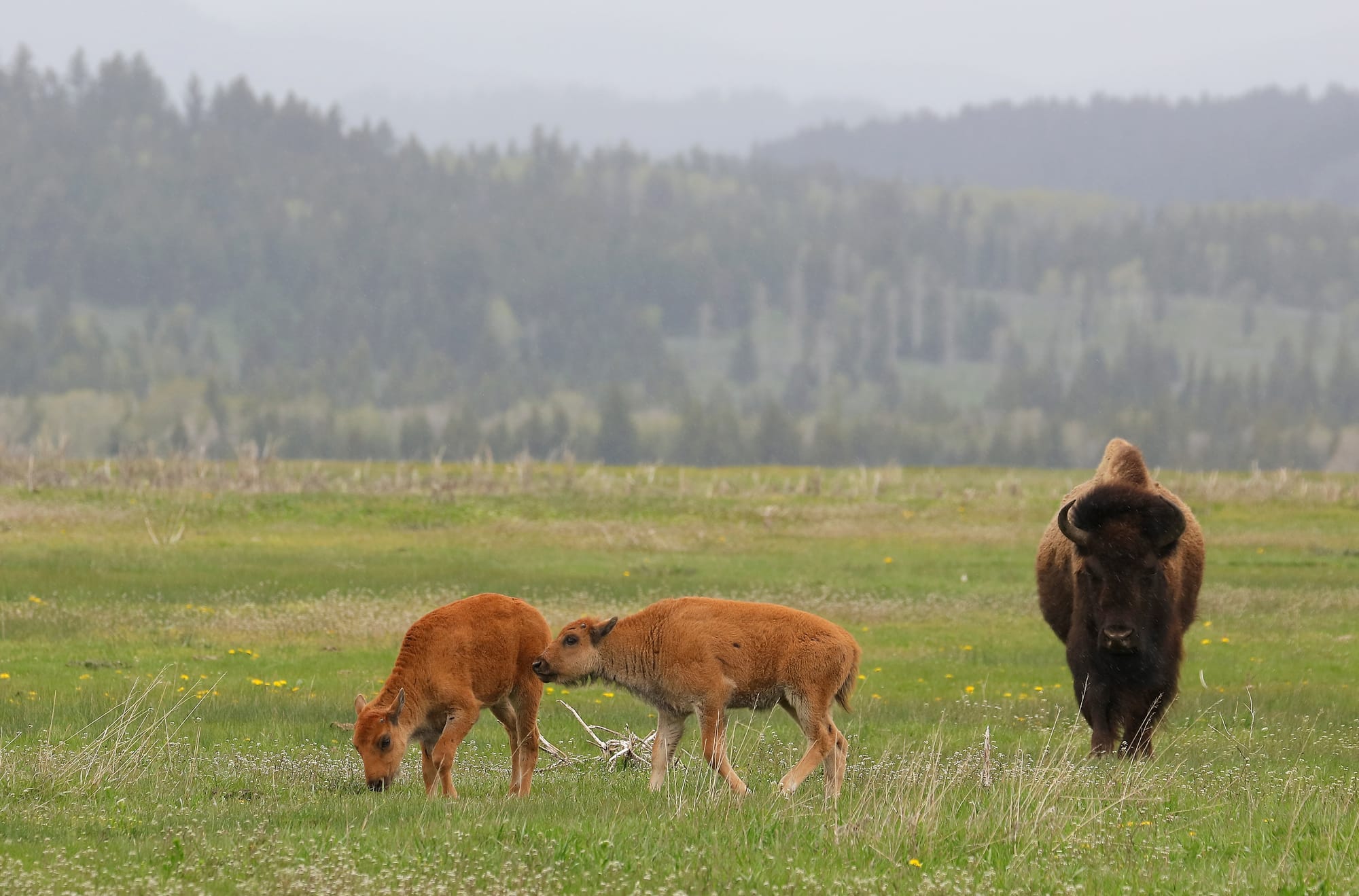 Bison Calfs - Elk Ranch Flats - Grand Teton National Park