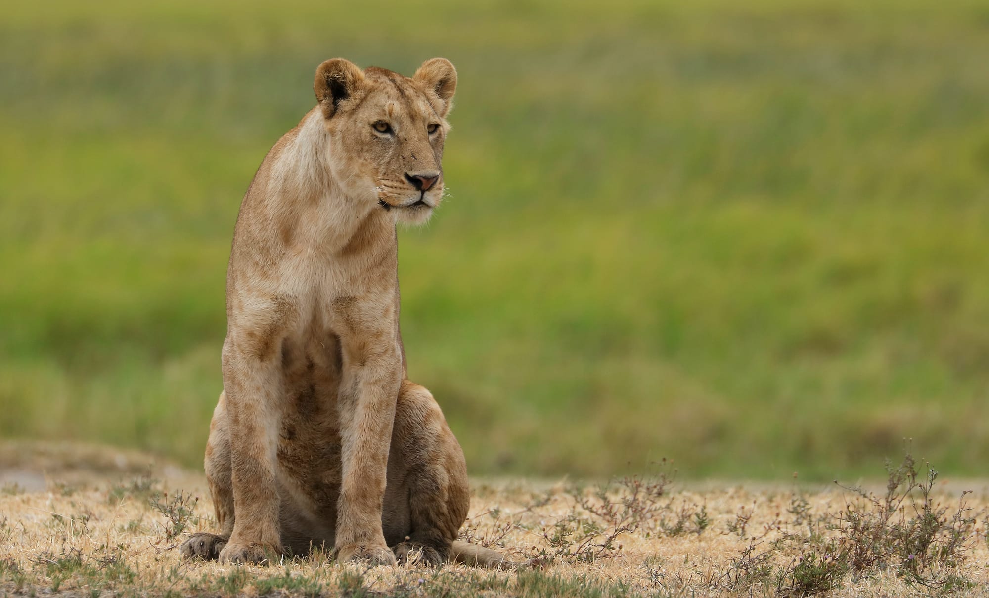 Lion - Ngorongoro Conservation Area - Tanzania