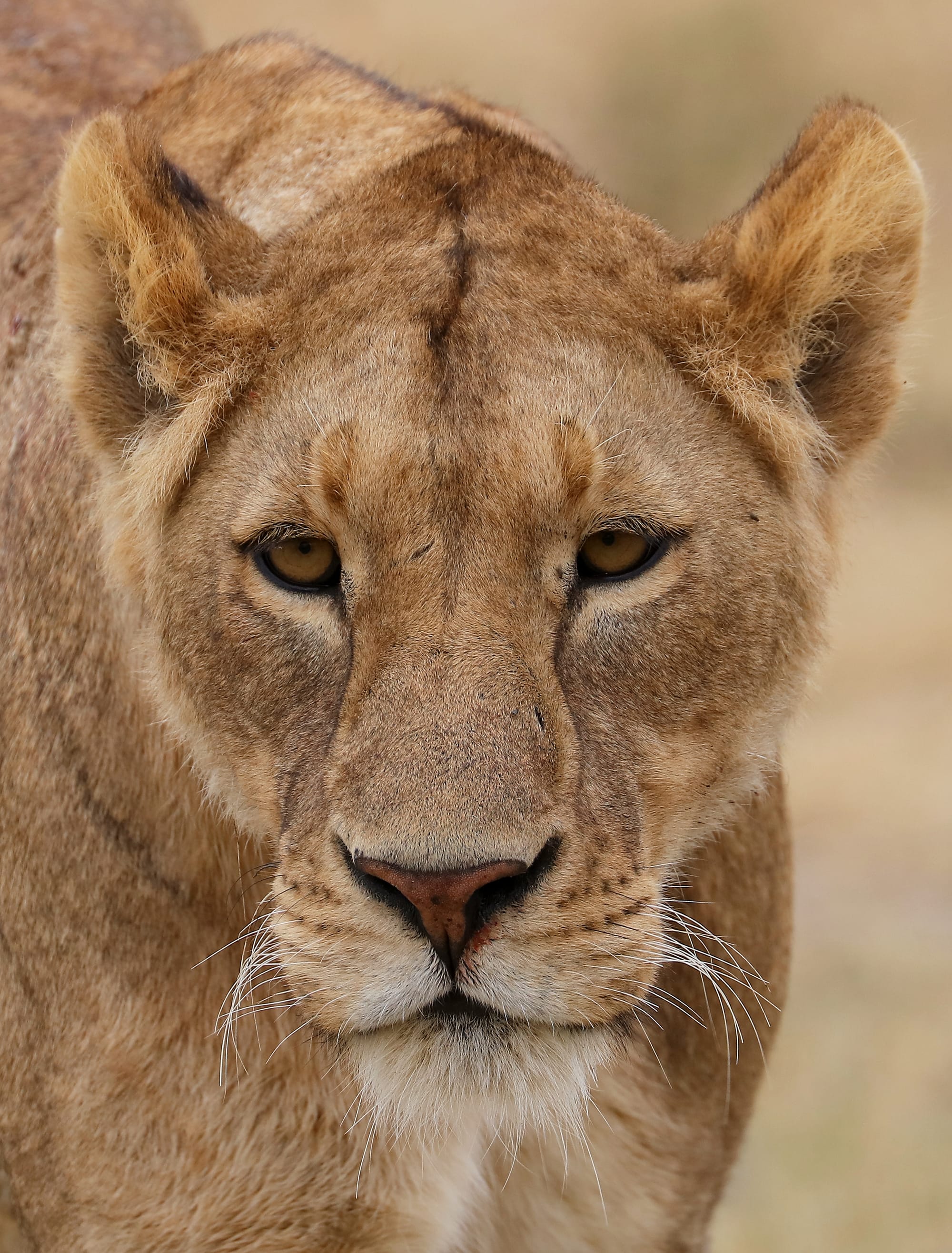 Lion - Ngorongoro Conservation Area - Tanzania