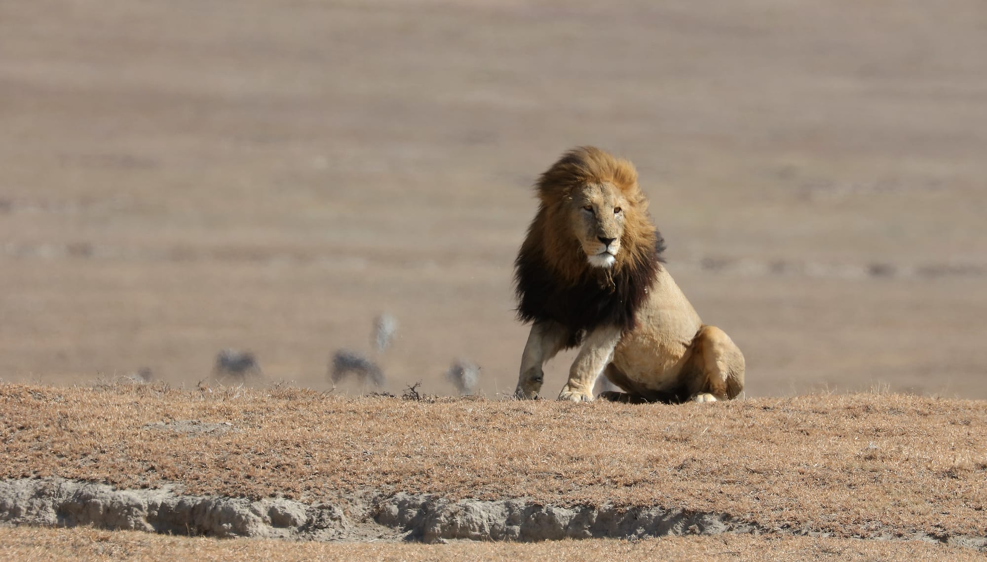 Male Lion - Ngorongoro Conservation Area - Tanzania