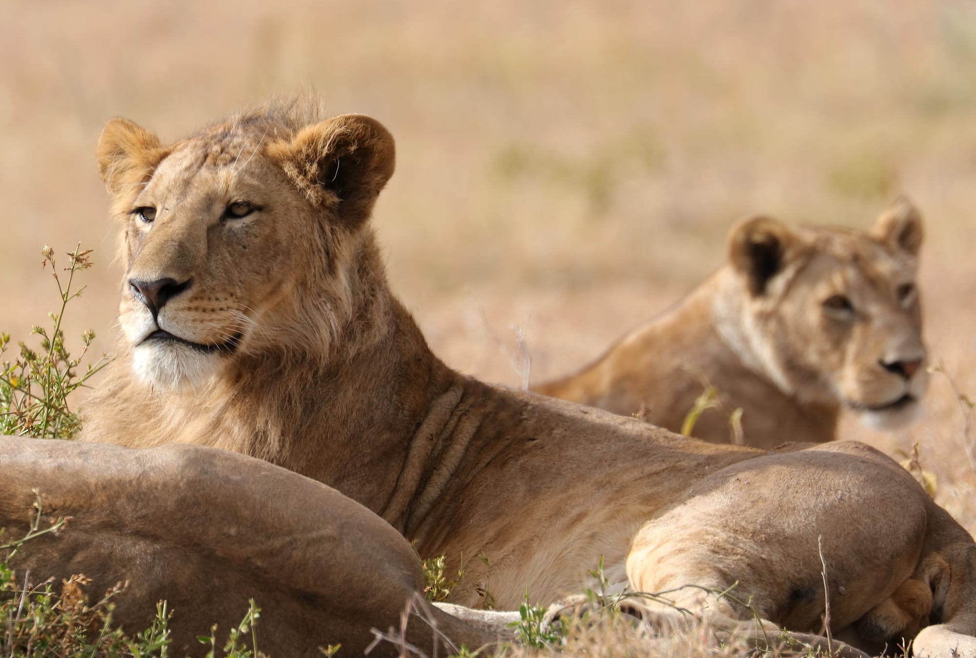 Lion - Ngorongoro Conservation Area - Tanzania