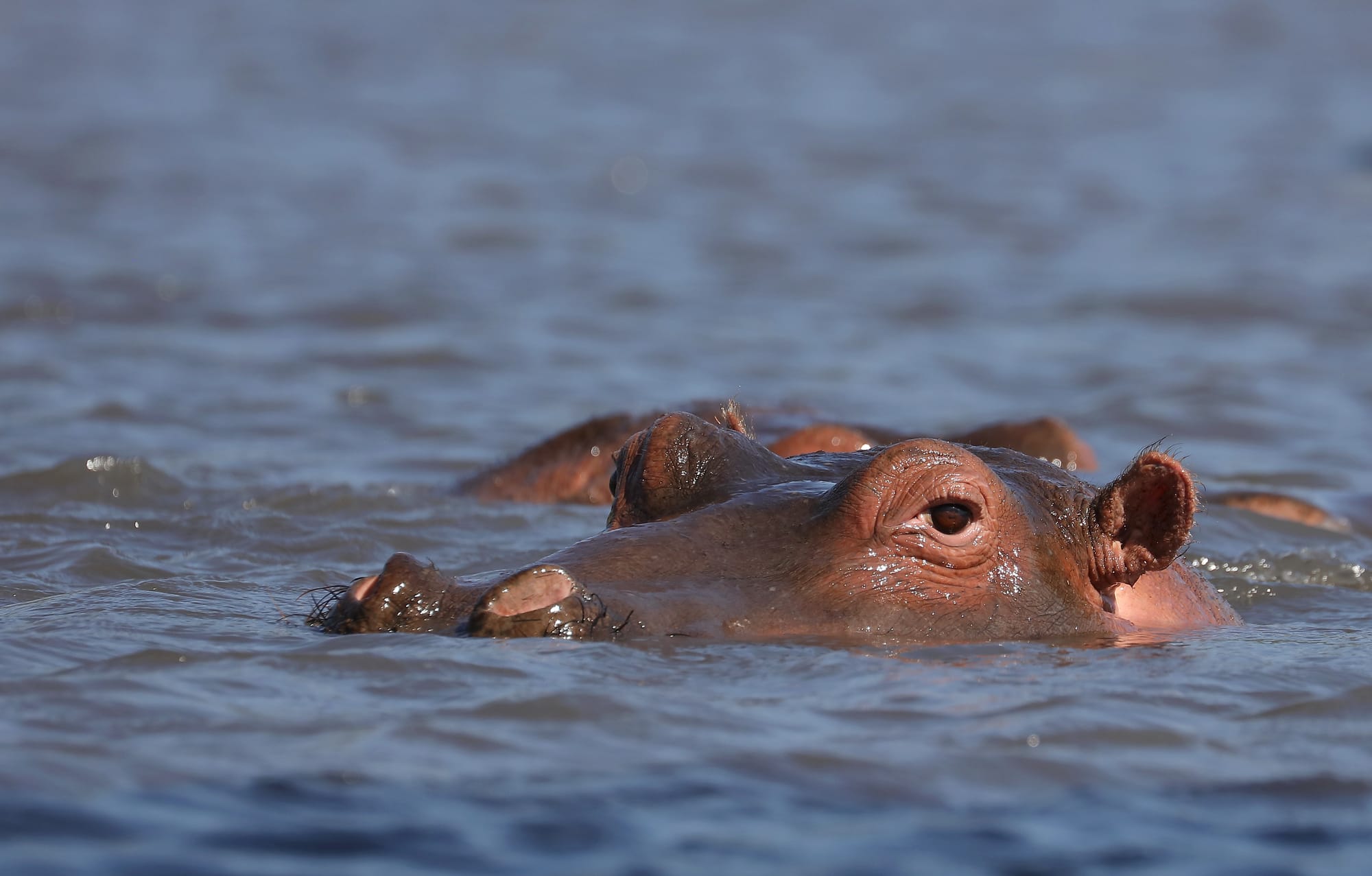 Hippopotamus - Ngoitokitok Picnic Area - Ngorongoro Crater - Tanzania