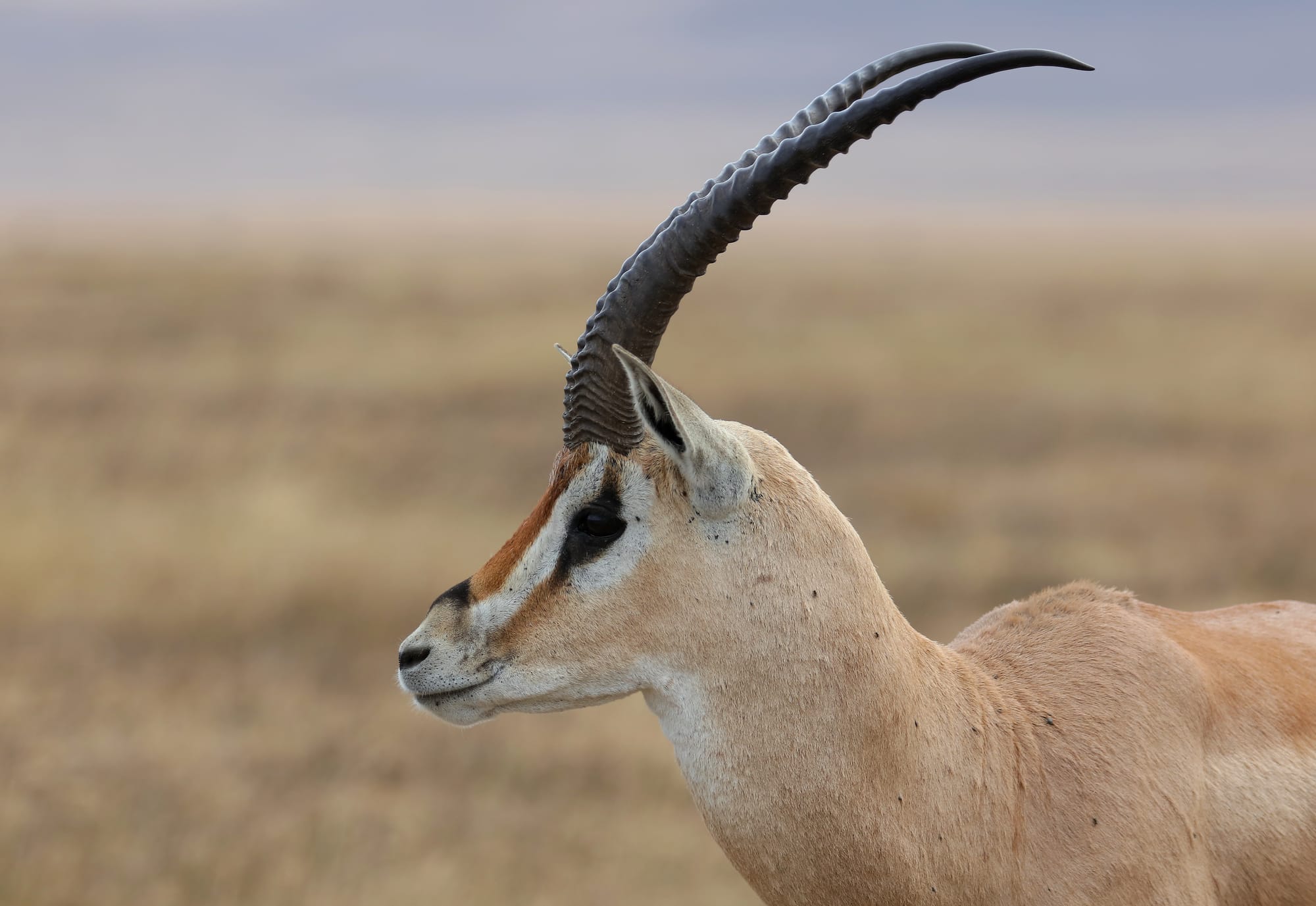 Southern Grant's Gazelle - Ngorongoro Crater - Tanzania