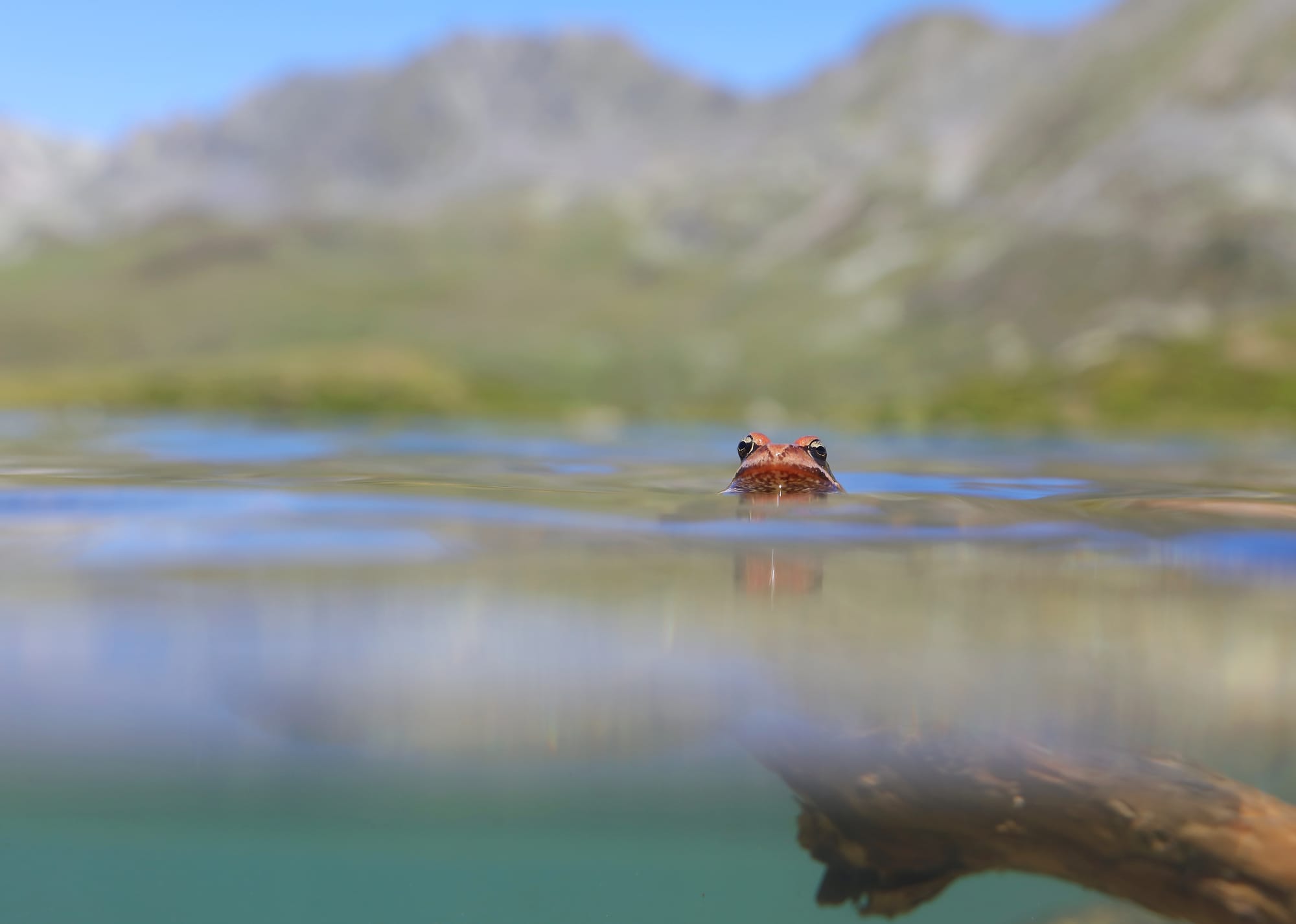 Frosch - Hirschebensee - Kühtai - Tirol - Österreich