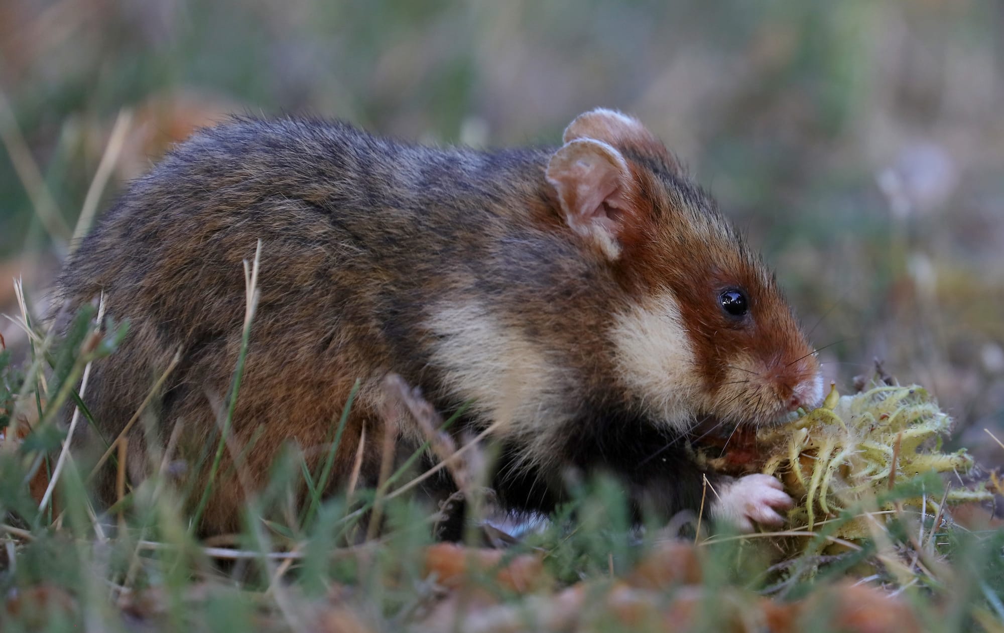 Hamster - Friedhof Meidling - Wien