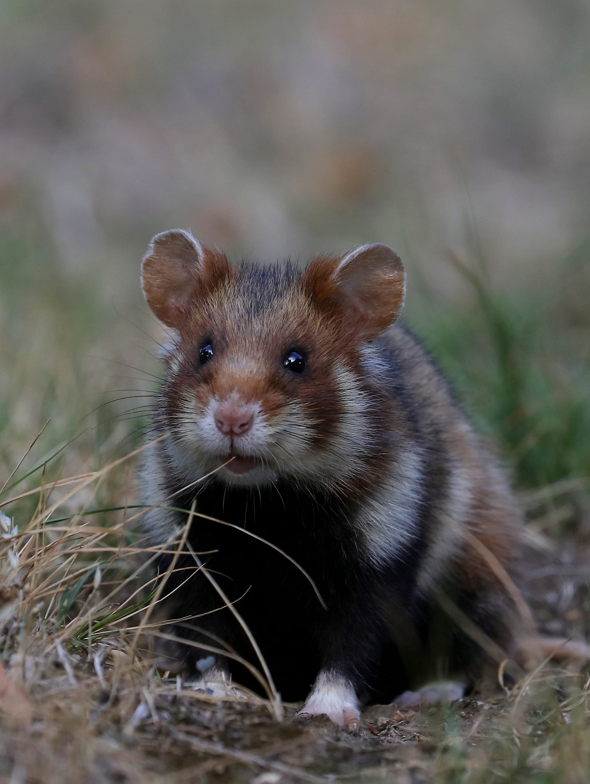 European Hamster - Vienna - Austria