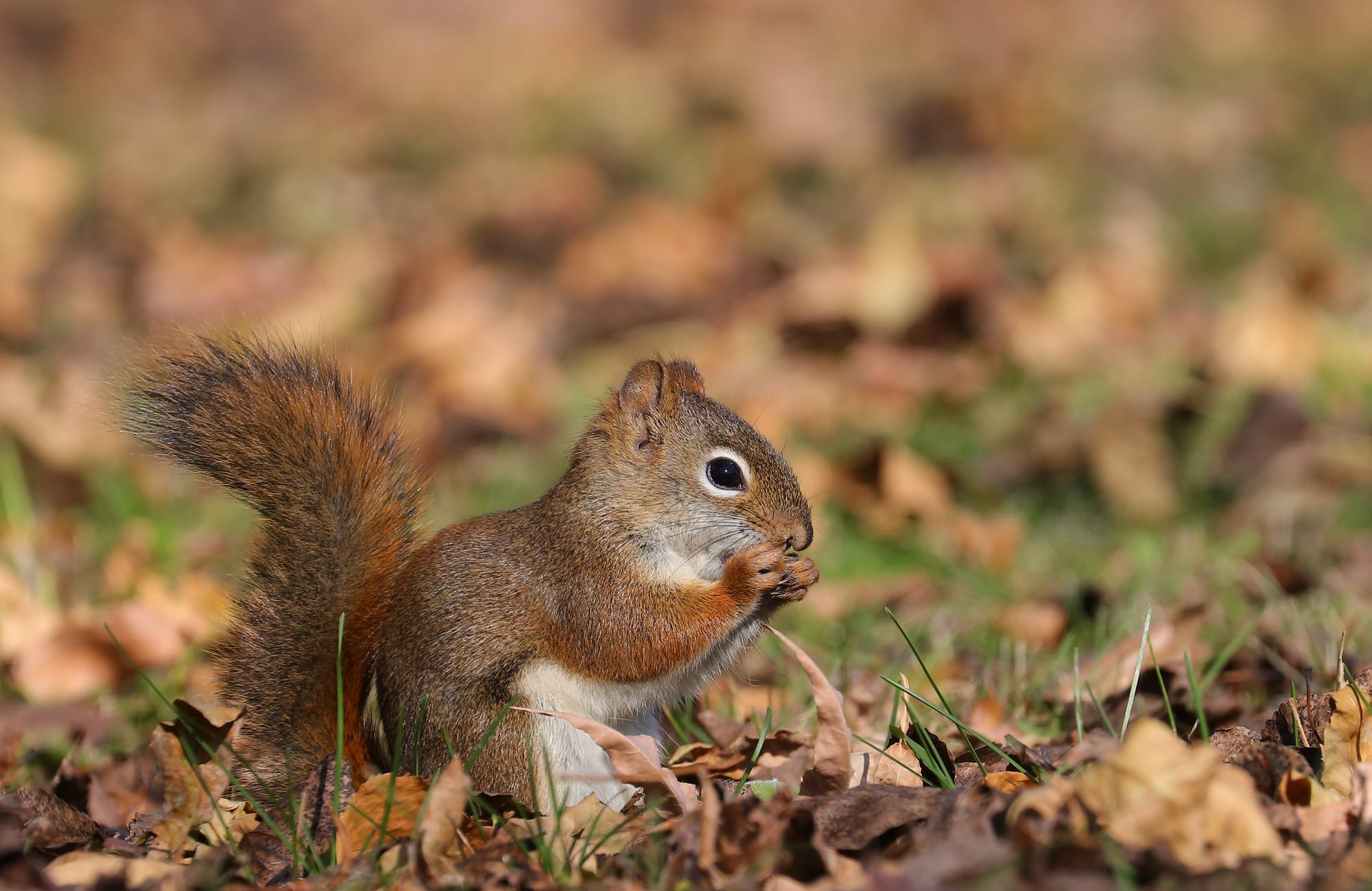 American Red Squirrel - Kildonan Park - Winnipeg