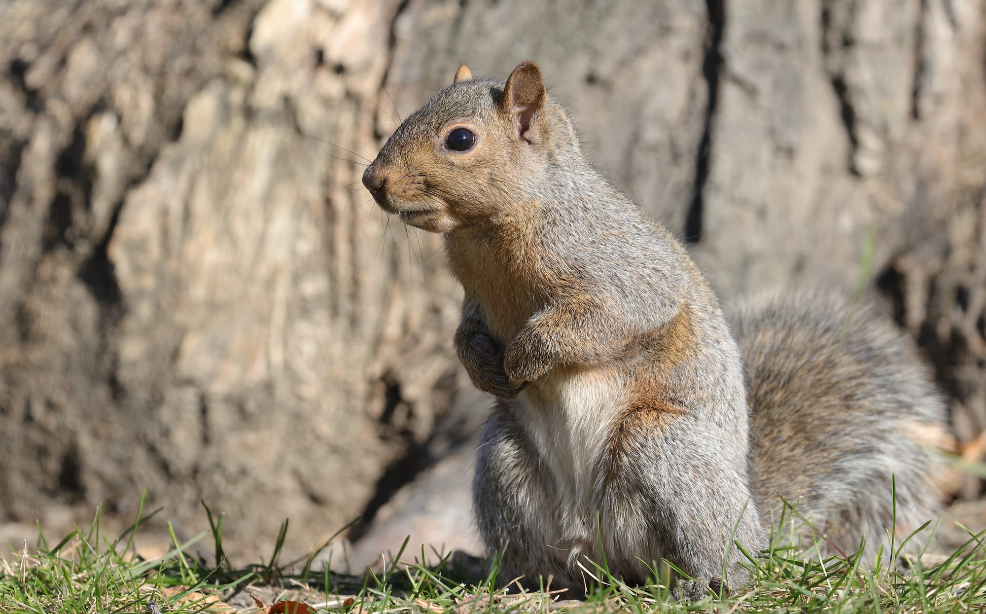 Fox Squirrel - Manitoba - Winnipeg - Kildonan Park