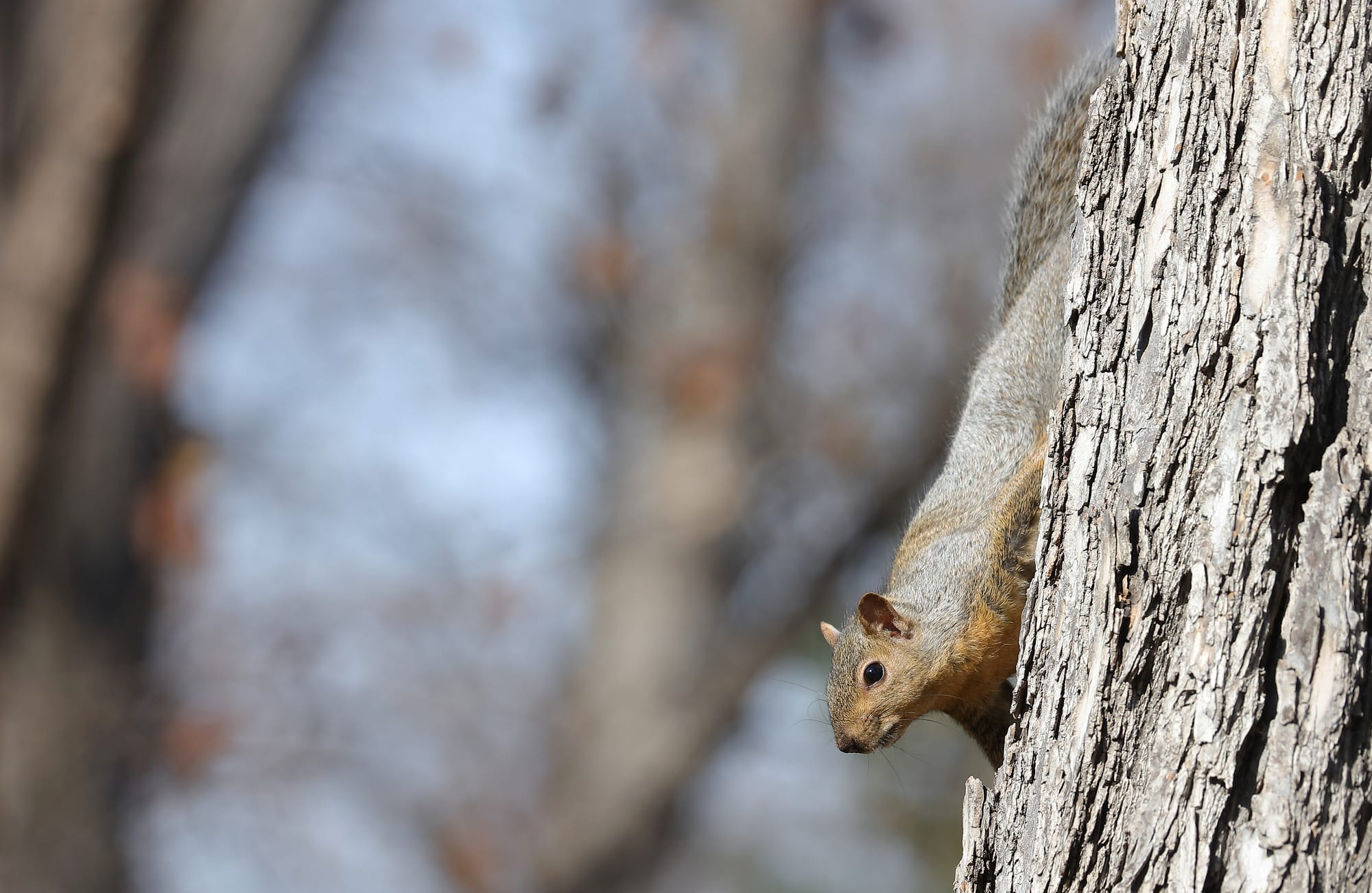 Eastern Fox Squirrel - Kildonan Park - Winnipeg