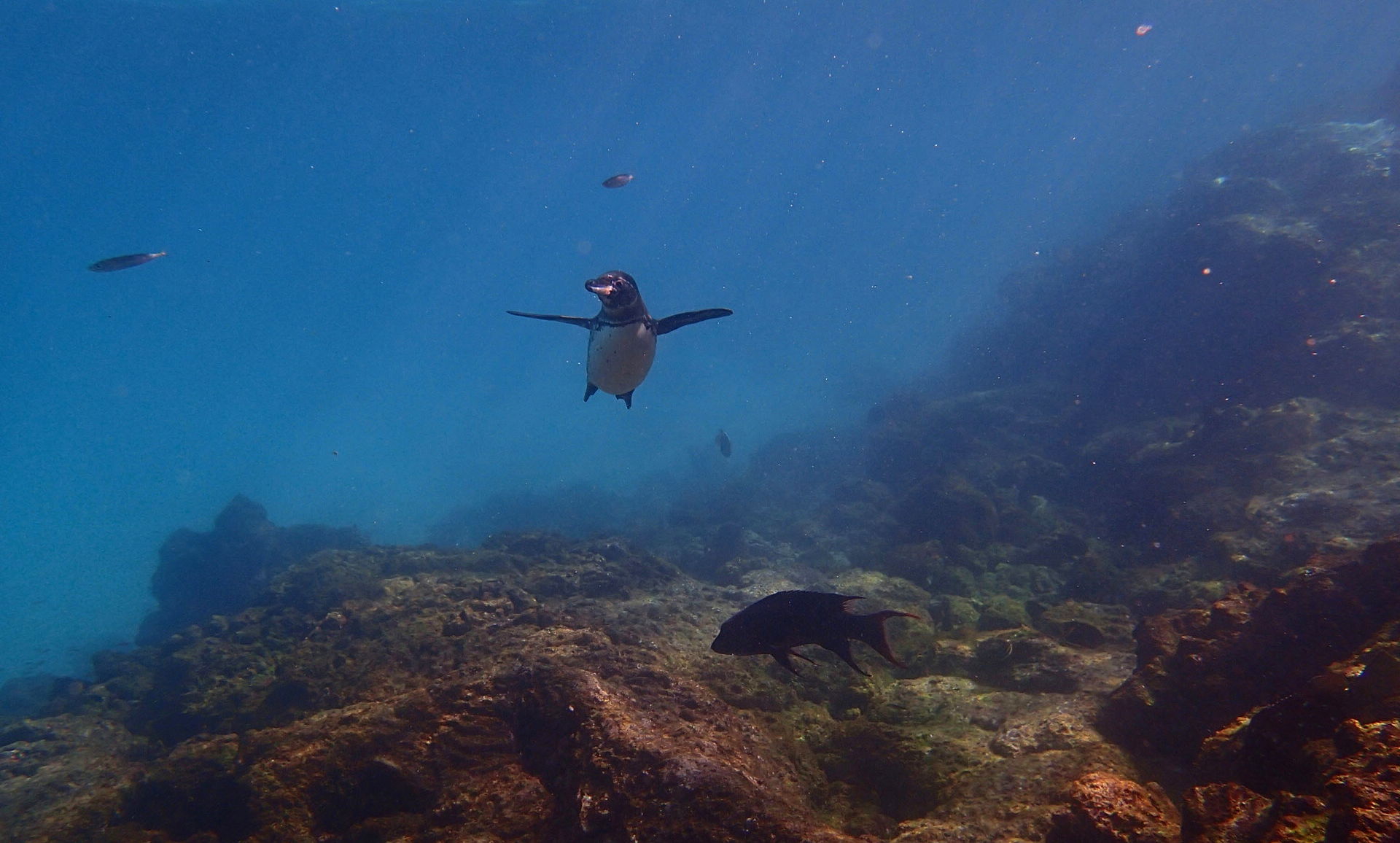 Galapagos penguin - Sullivan Bay - James Island - Galápagos Islands