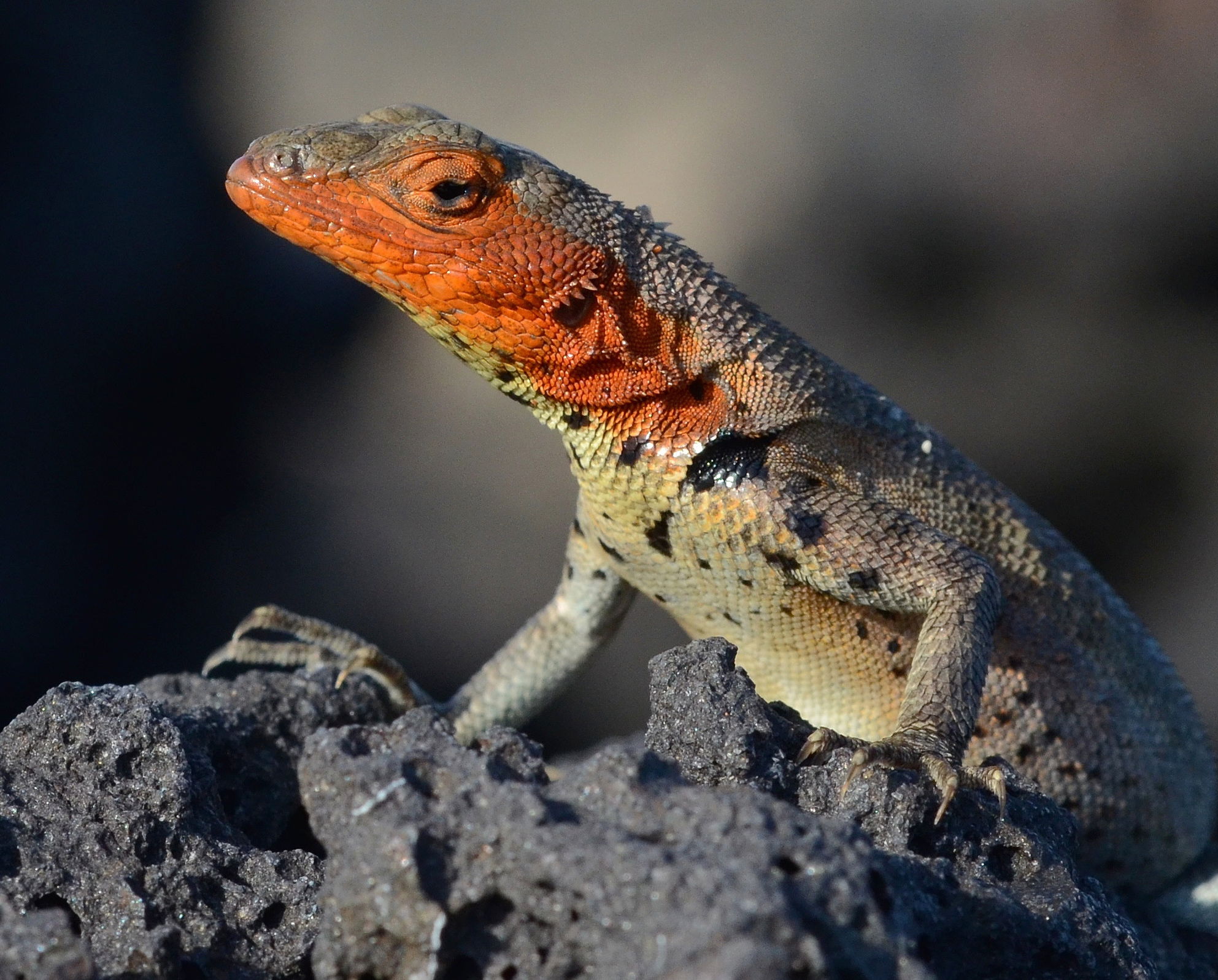 Galápagos Lava Lizard - Bartolomé Island - Galápagos Islands