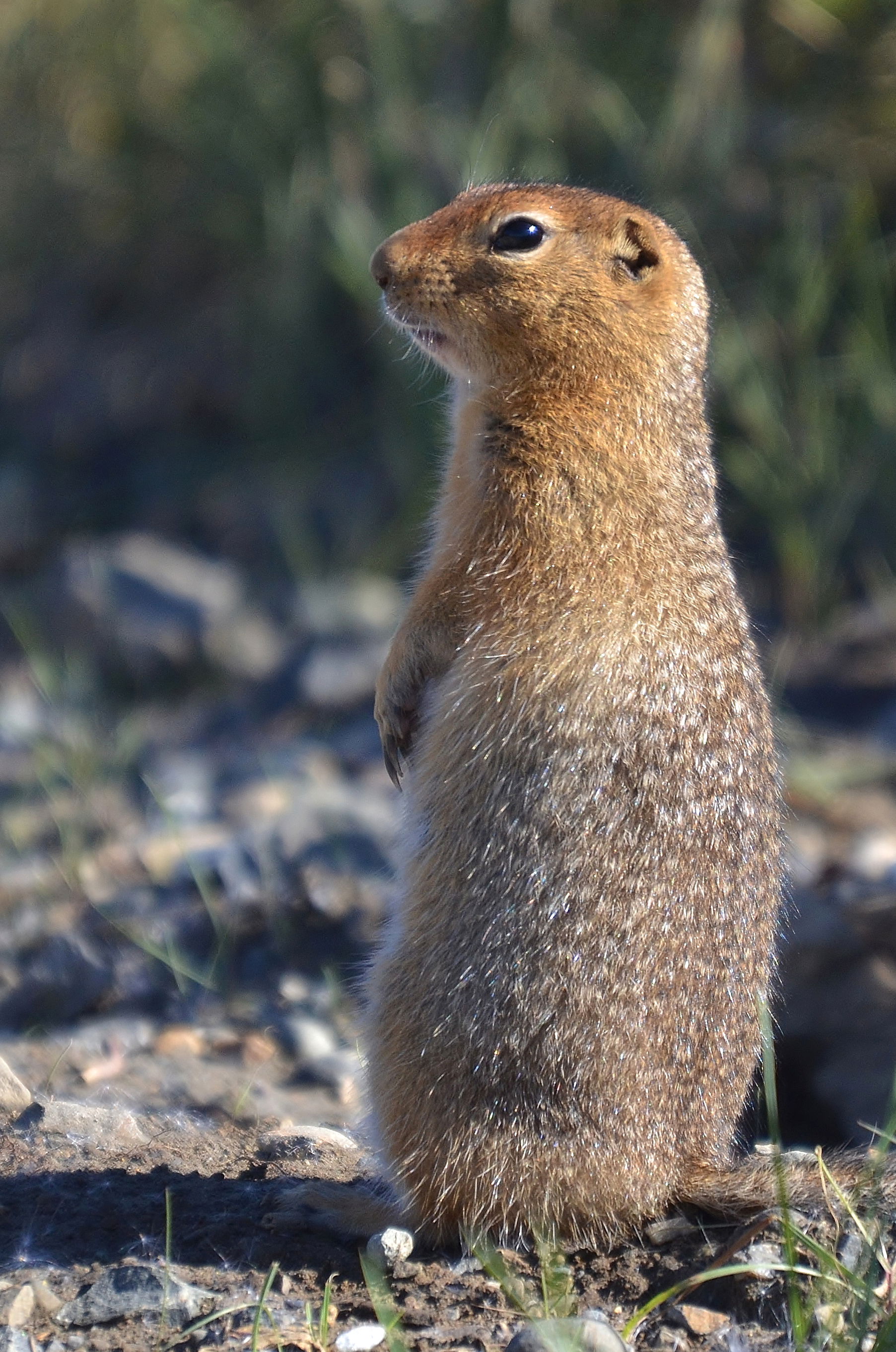 Arctic Ground Squirrel - Polychrome Pass - Denali National Park