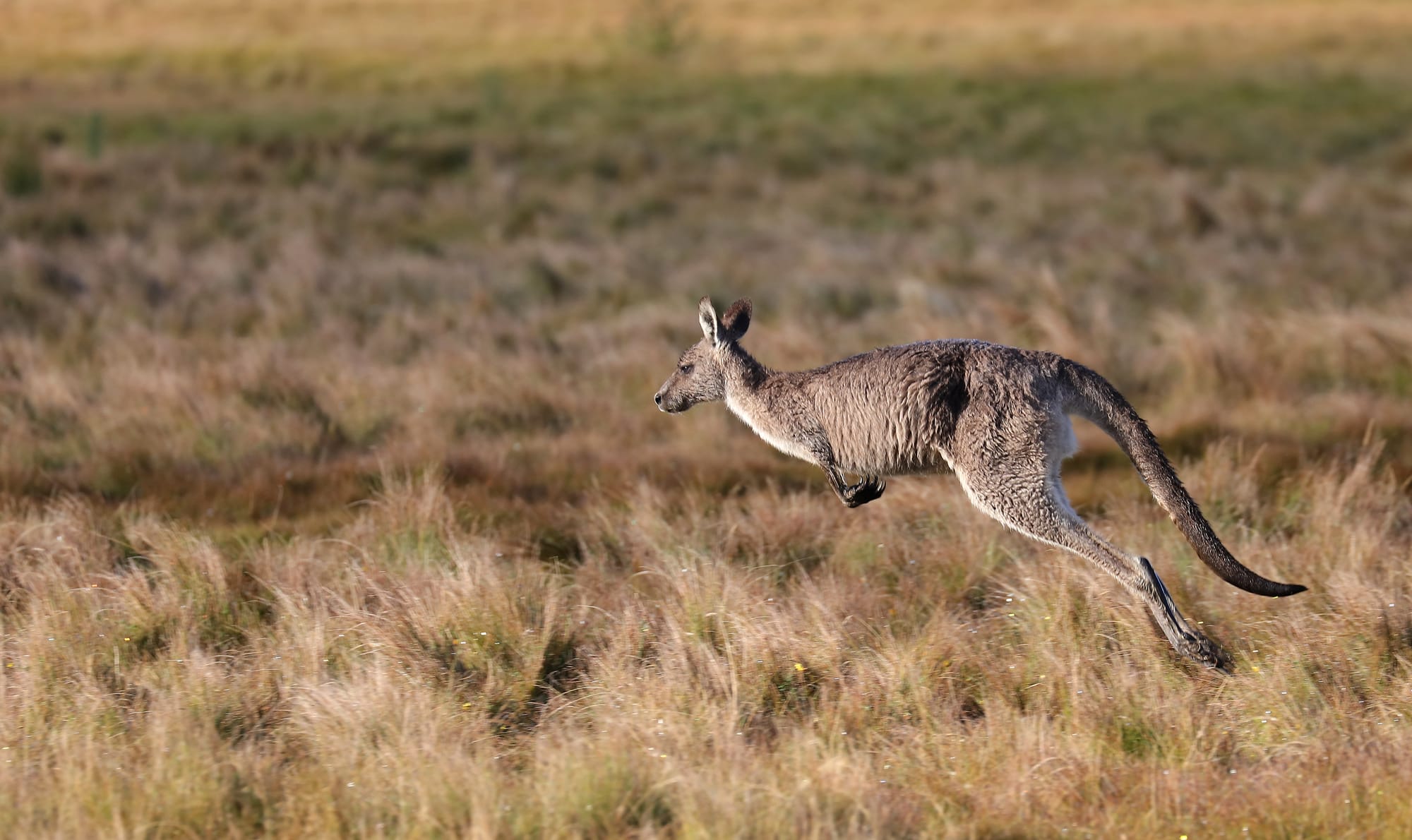 Eastern Grey Kangaroo - Narawntapu National Park - Tasmania - Australia