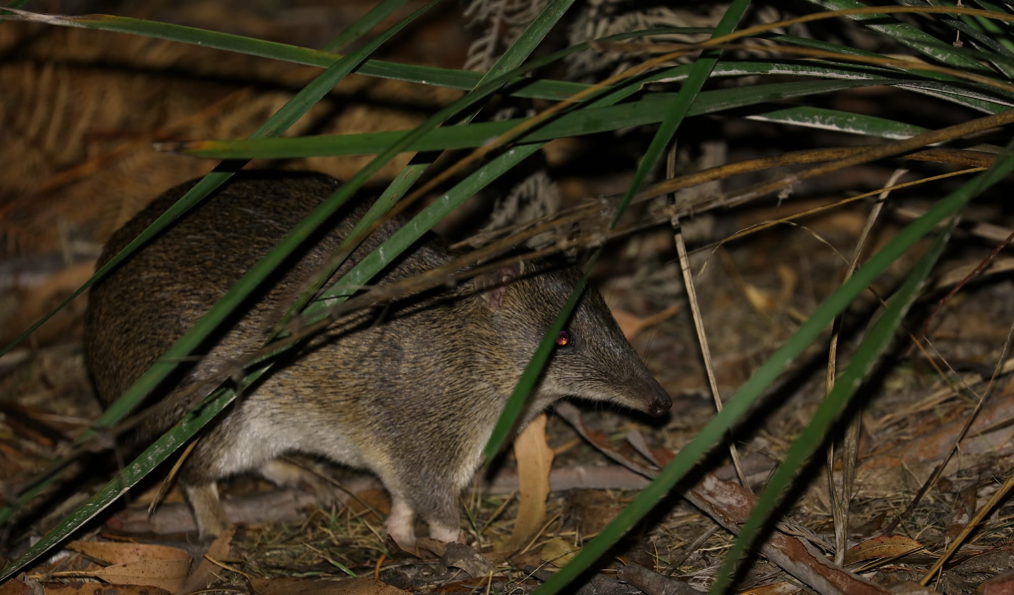 Southern Brown Bandicoot - Bakers Point - Narawntapu National Park - Tasmania - Australia