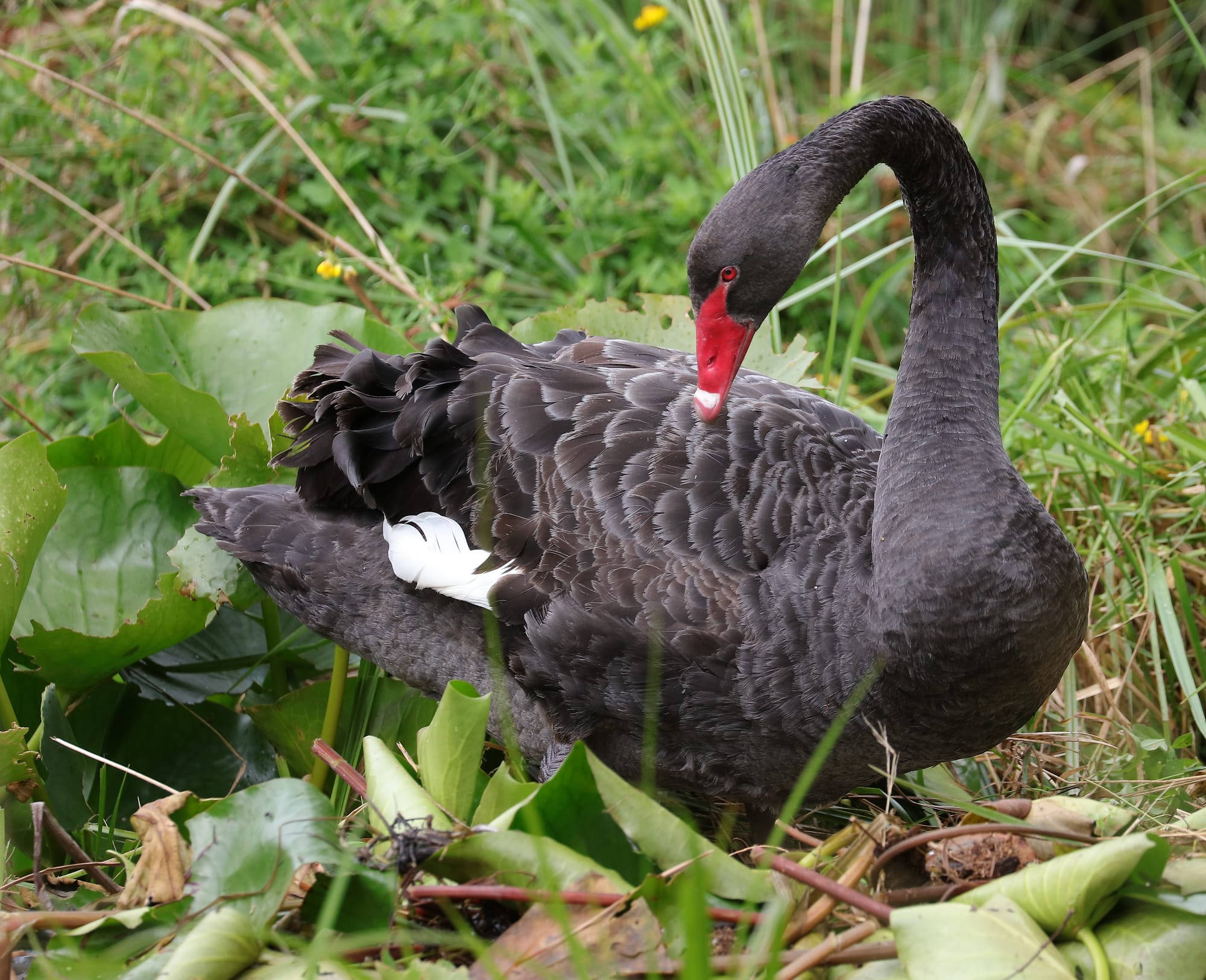 Black Swan - Tasmanian Arboretum - Tasmania - Australia