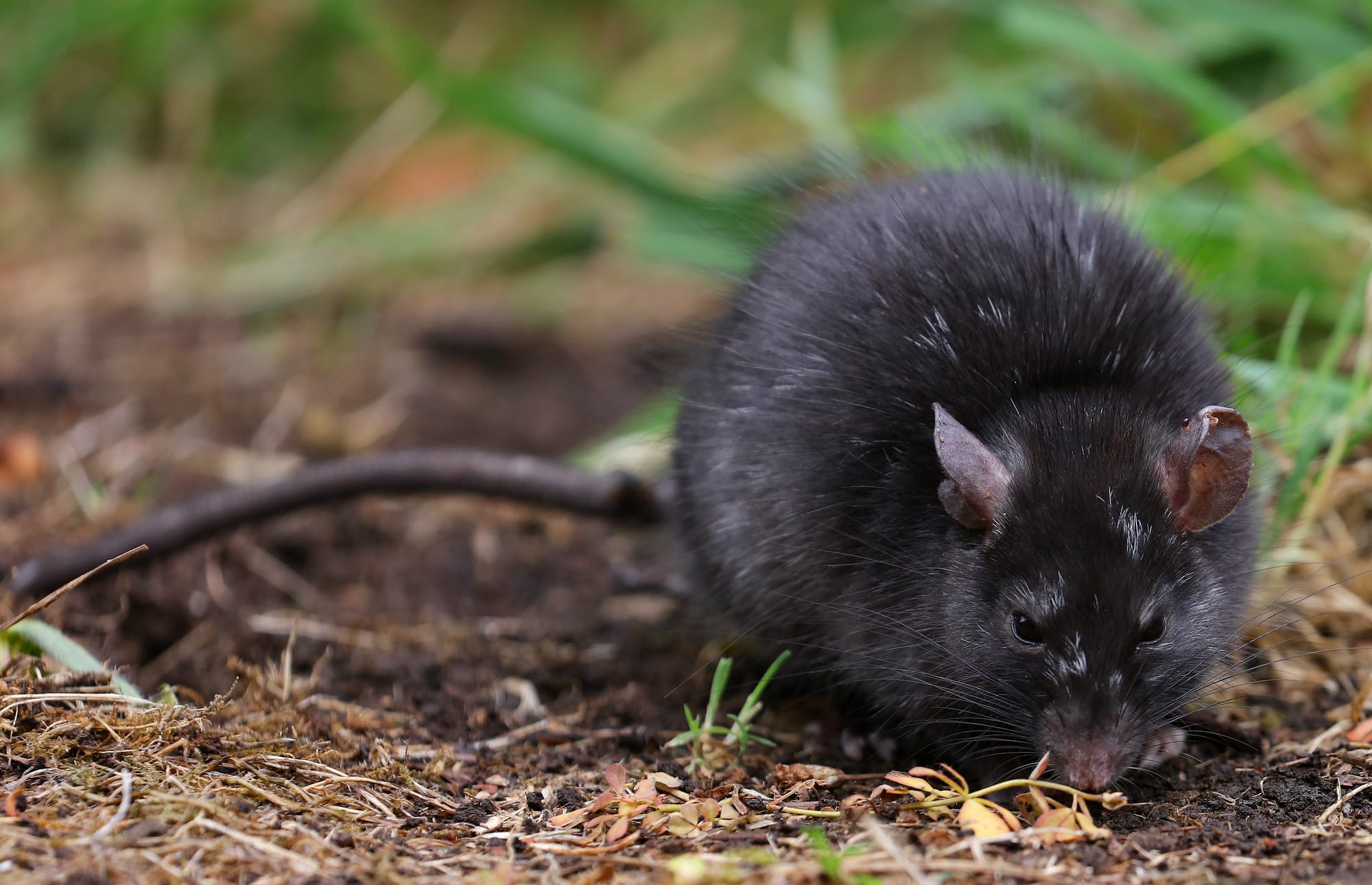 Black Rat - Tasmanian Arboretum - Tasmania - Australia