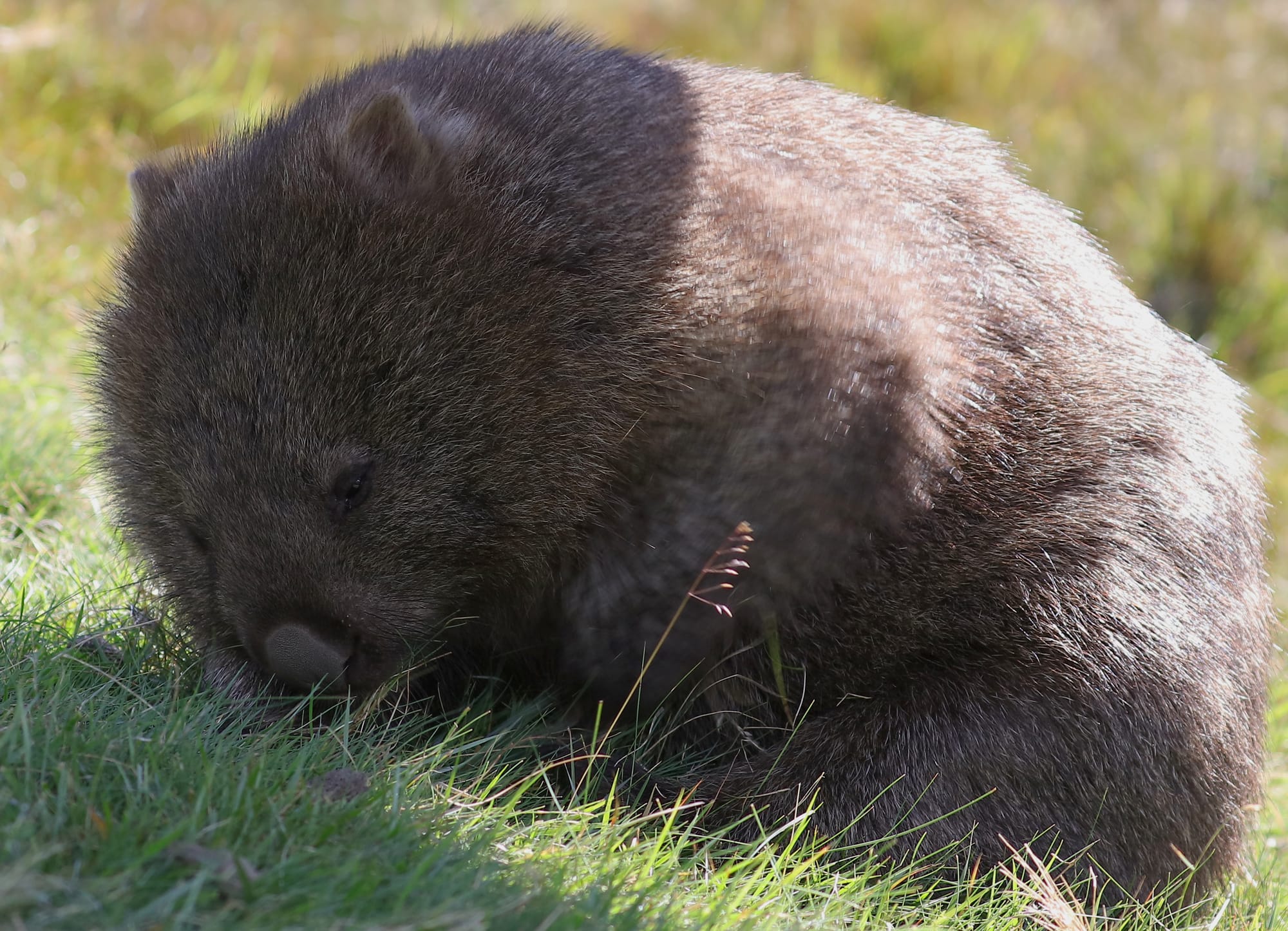 Common Wombat - Cradle Mountain National Park - Ronny Creek - Tasmania - Australia