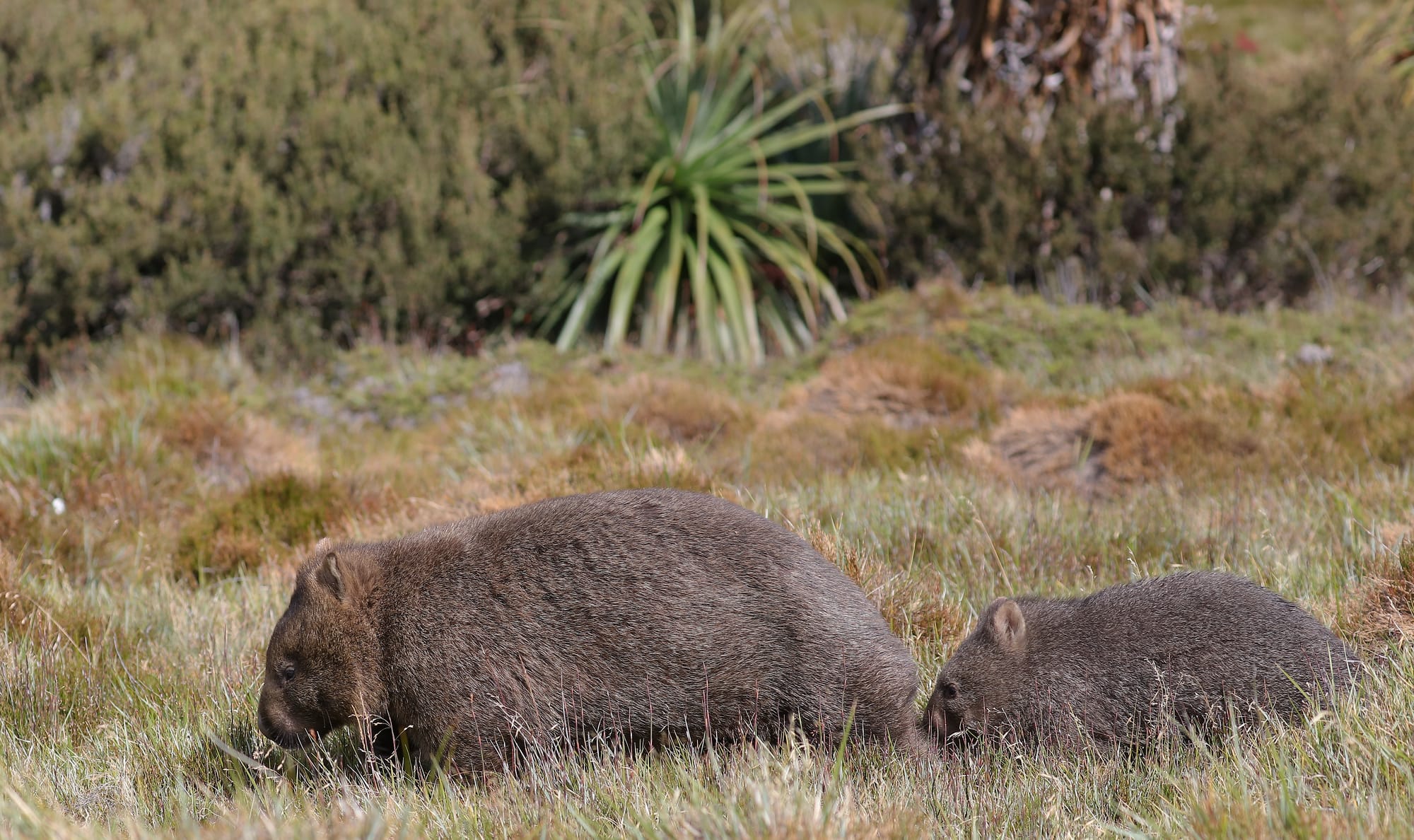 Common Wombat - Ronny Creek - Cradle Mountain National Park - Tasmania - Australia