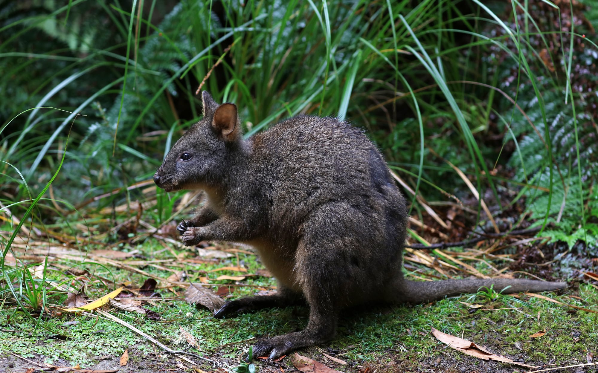 Tasmanian Pademelon - Fern Glade Platypus Reserve - Tasmania - Australia