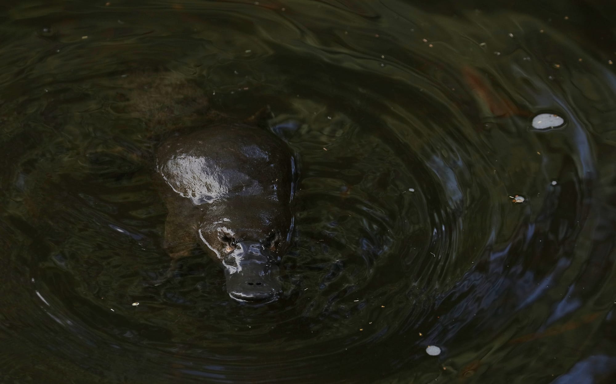 Platypus - Geeveston Platypus Walk - Tasmania - Australia
