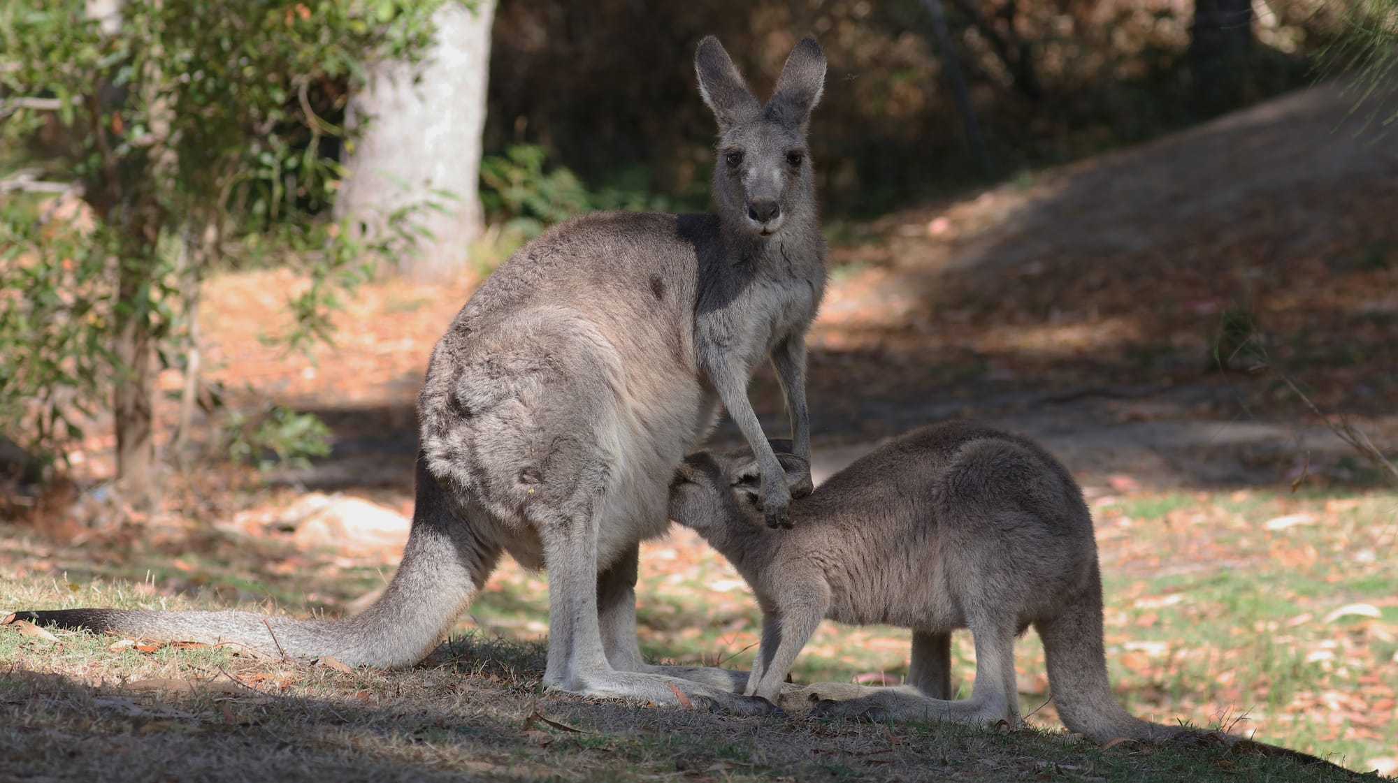 Eastern Grey Kangaroo - Halls Gap - Grampians National Park - Victoria - Australia