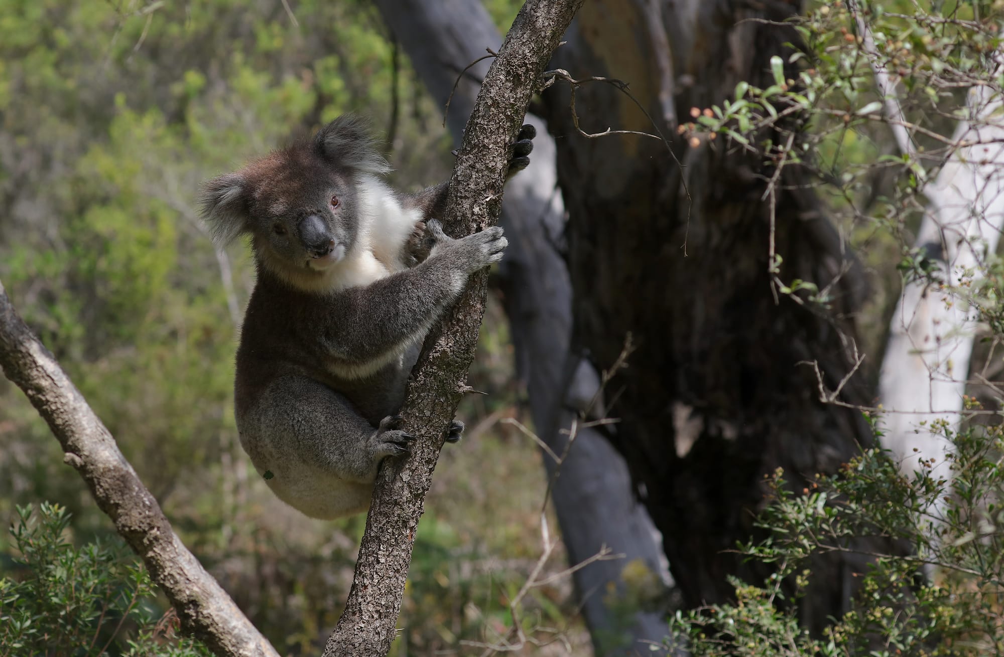 Koala - Manna Gum Drive - Great Otway National Park - Victoria - Australia