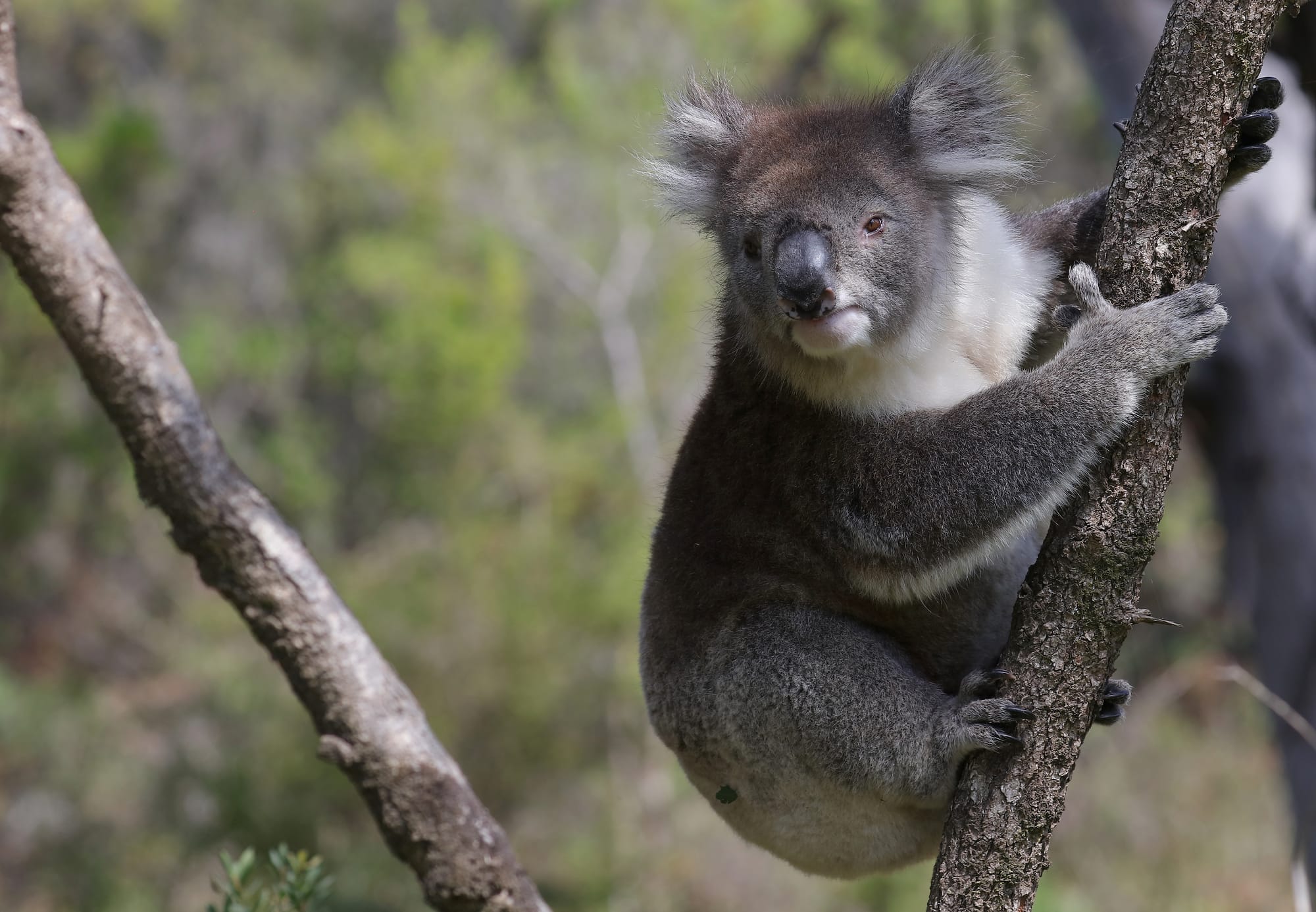 Koalabär - Great Otway Nationalpark - Victoria - Australien