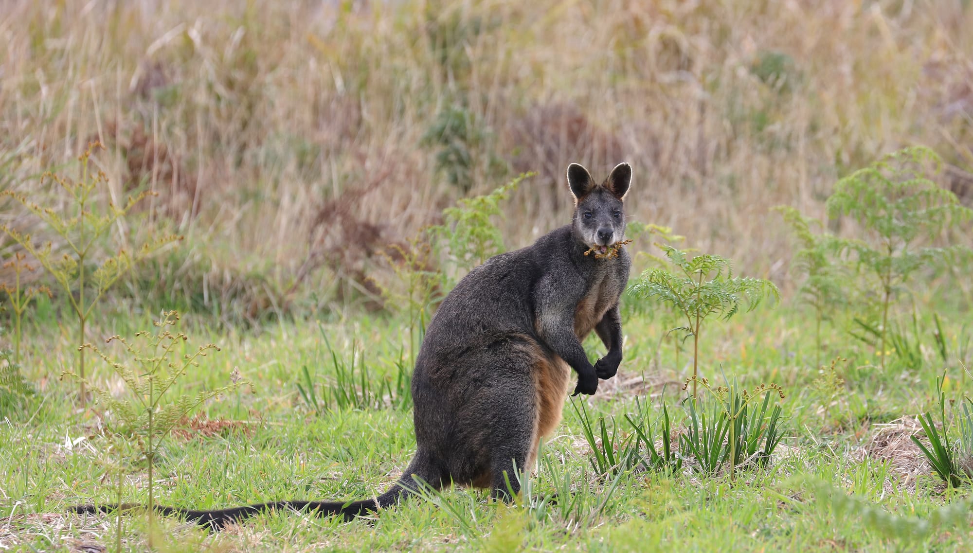 Swamp Wallaby - Lighthouse Road - Great Otway National Park - Victoria - Australia